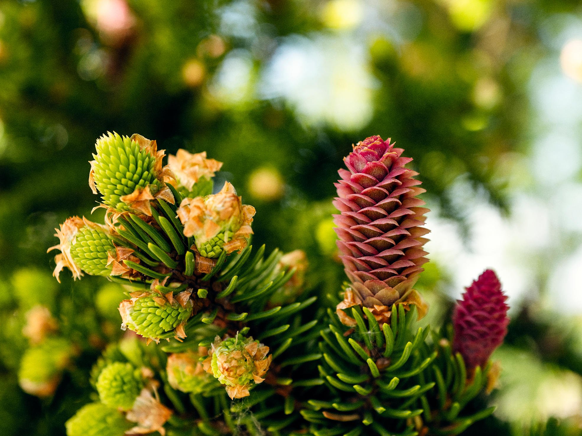 A forest specialist and forest owner looking at Metsäverkko on a tablet.