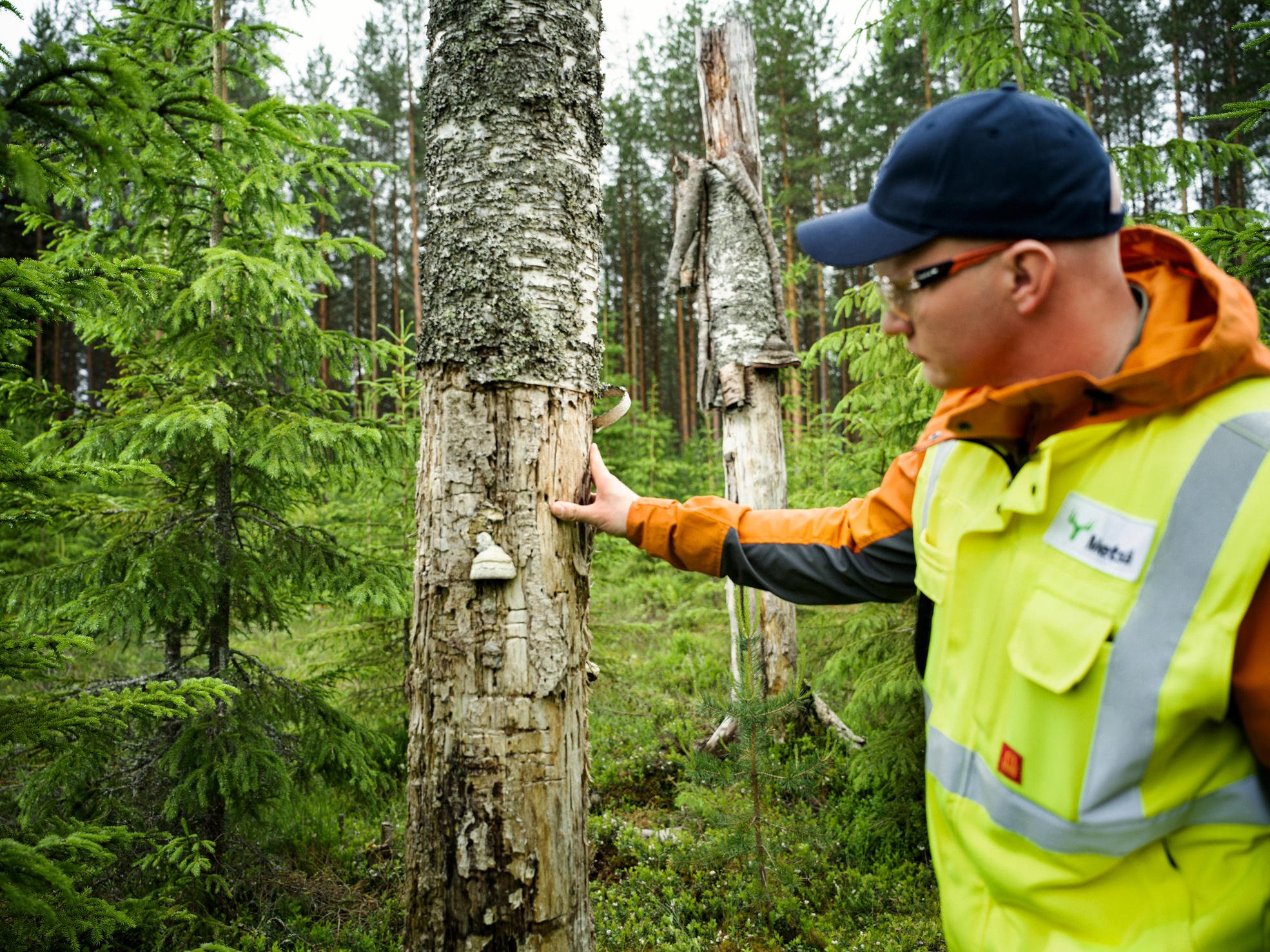 A forest specialist looking at a high biodiversity stump.