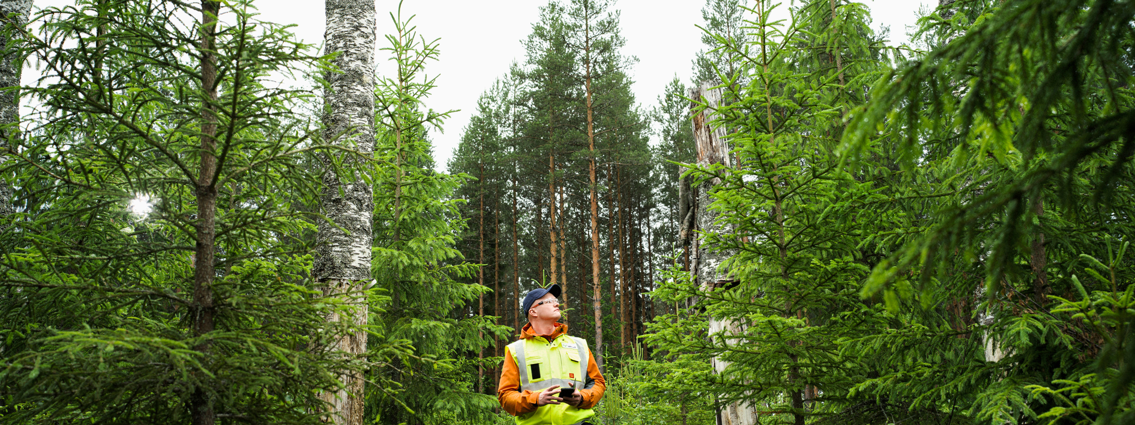Decaying wood is saved in forest management.