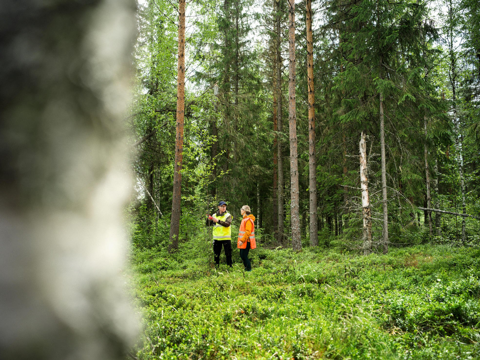 Metsä Groups skogsexperter hjälper dig i alla ärenden i anknytning till virkeshandel och virkesförsäljning.