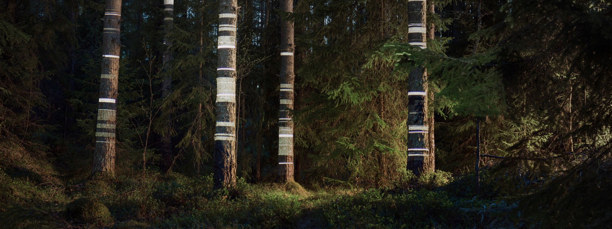 Trädstammar med synliga ljuslinjer.