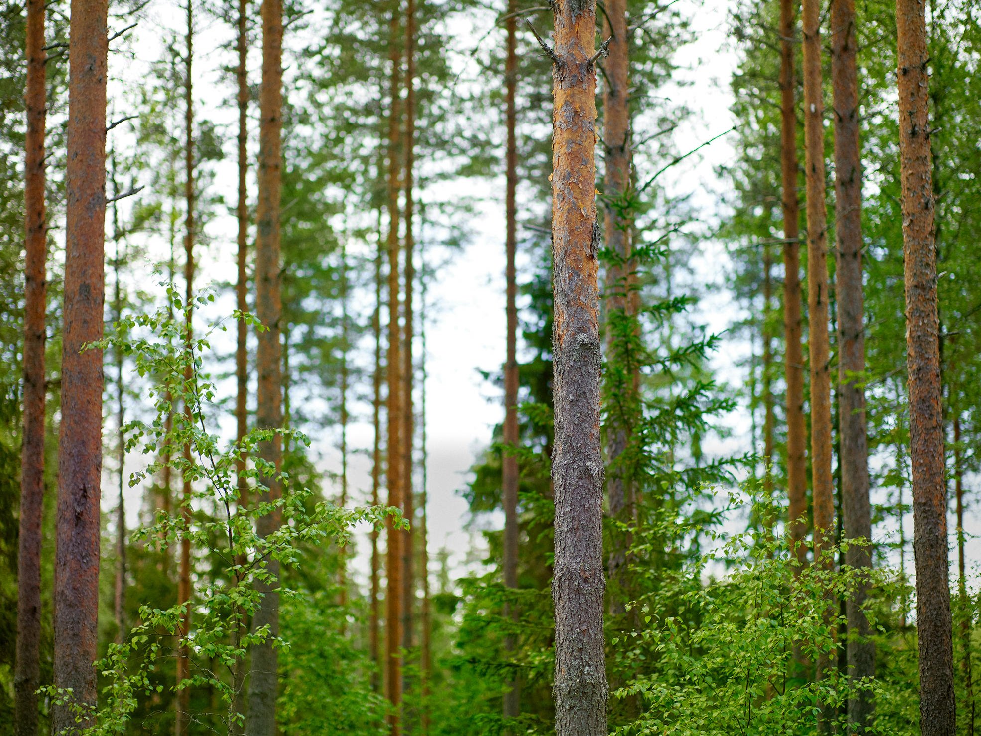 Mäntymetsää, jonka seassa myös lehtipuita ja kuusia.