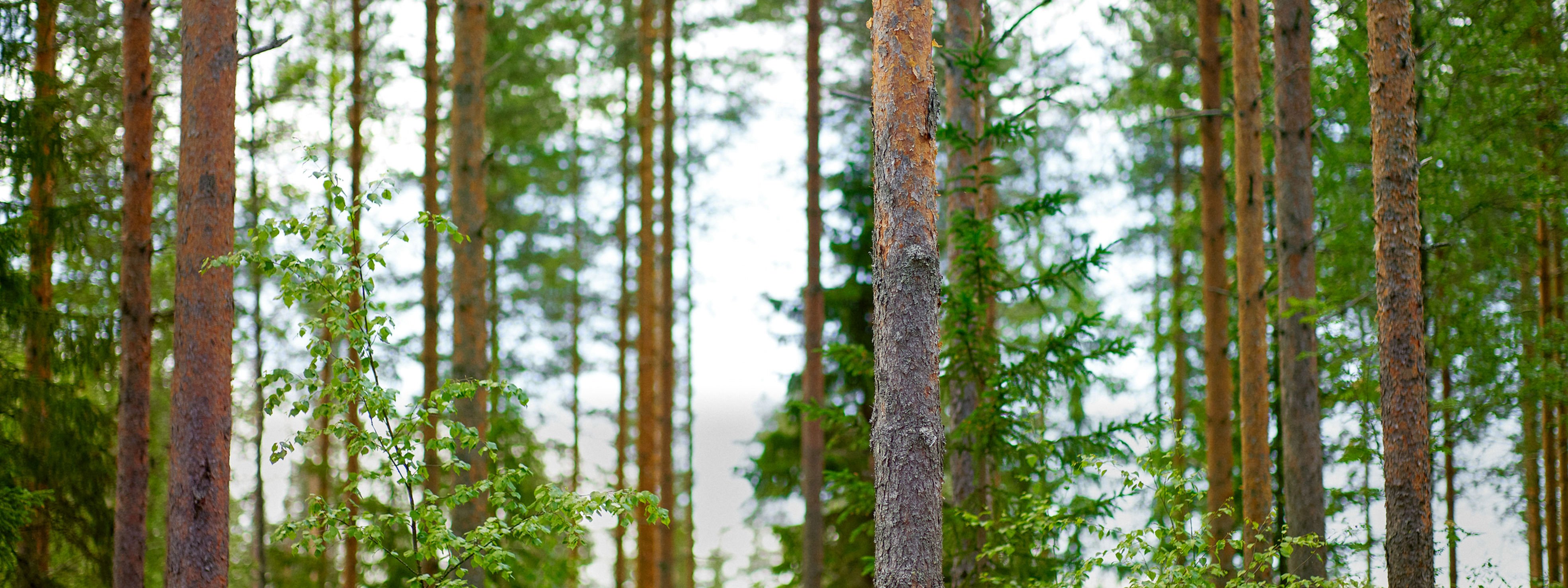 Livskraftig skog