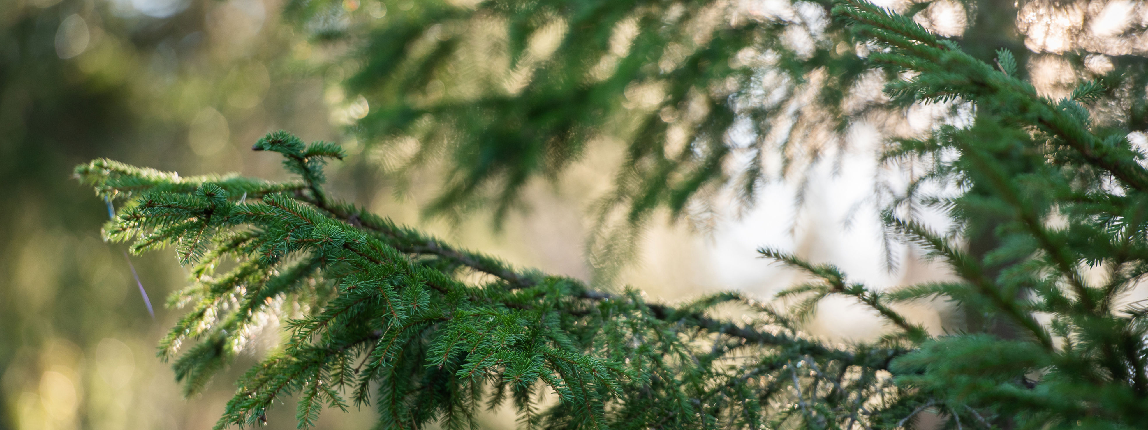 Finnish forests are a significant carbon sink