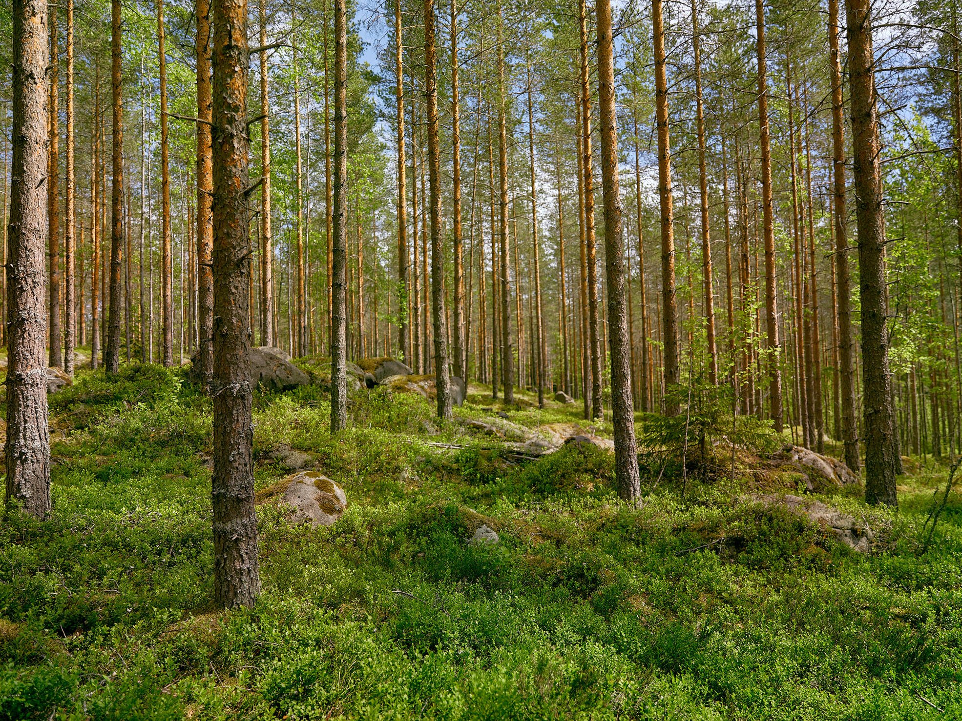 Kuvassa kesäistä mäntymetsää.