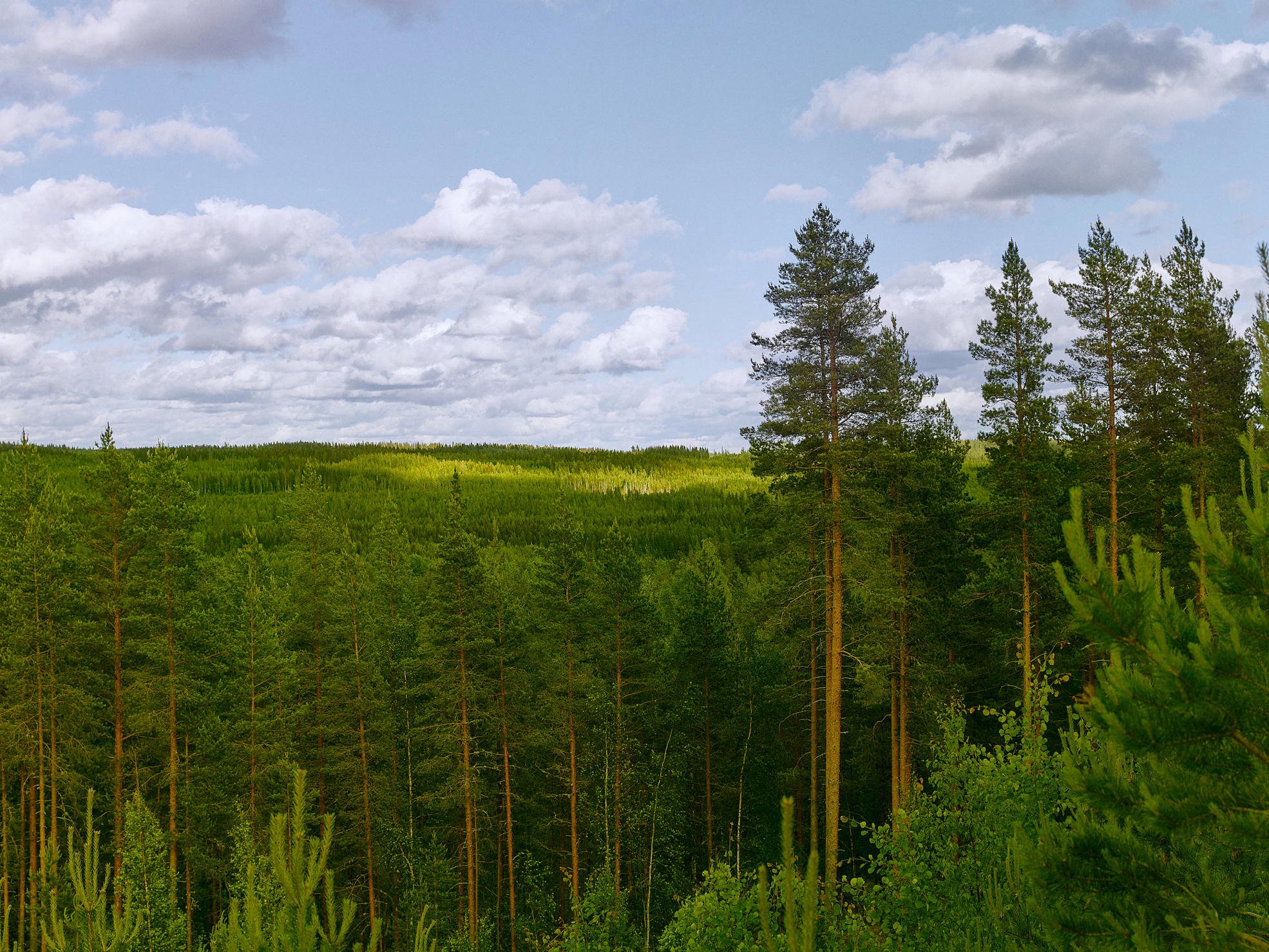 A forest landscape in the summer, with tops of seedlings in the foreground and robust pines in the background.