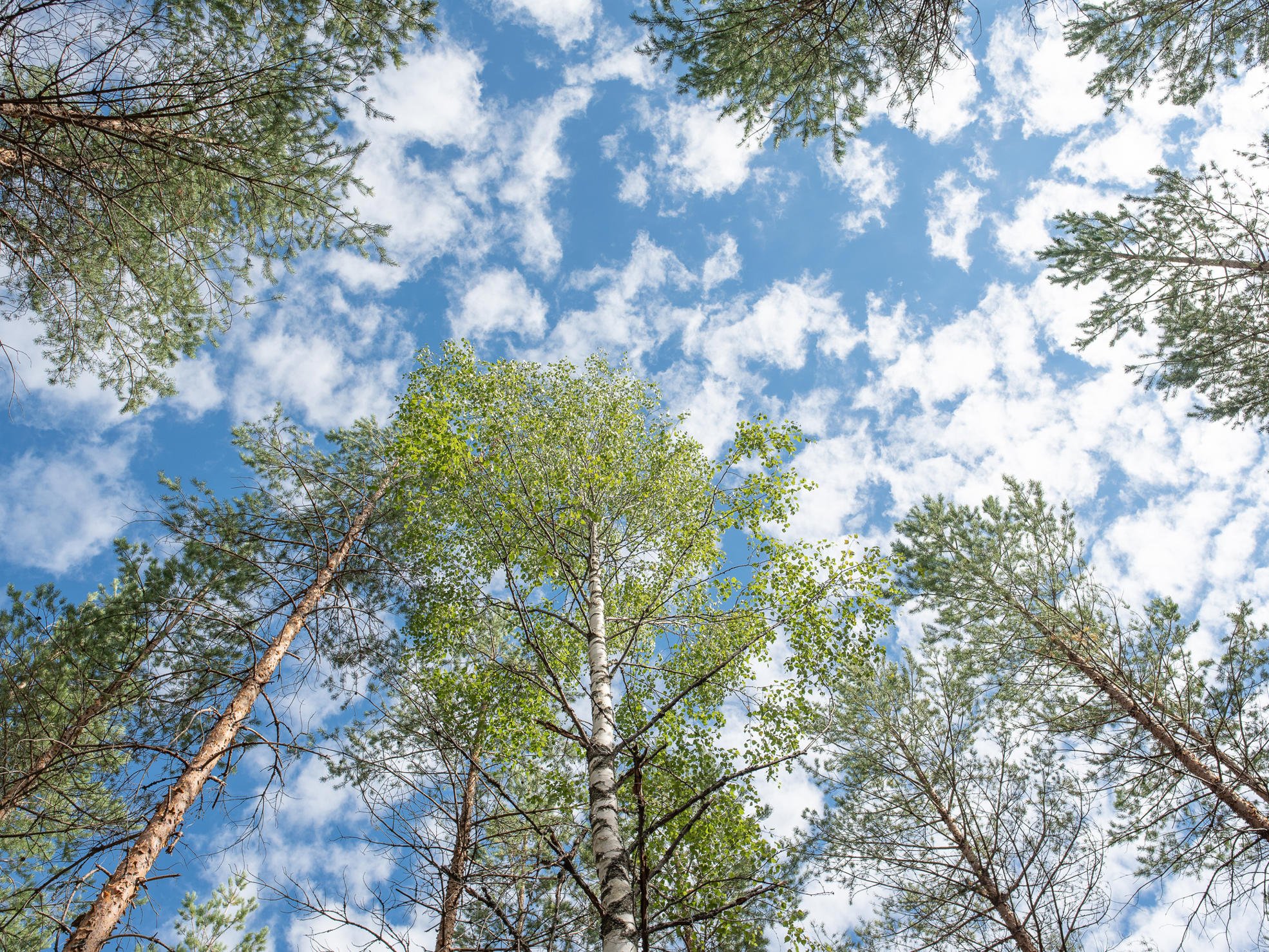 Pine and birch tops against the sky