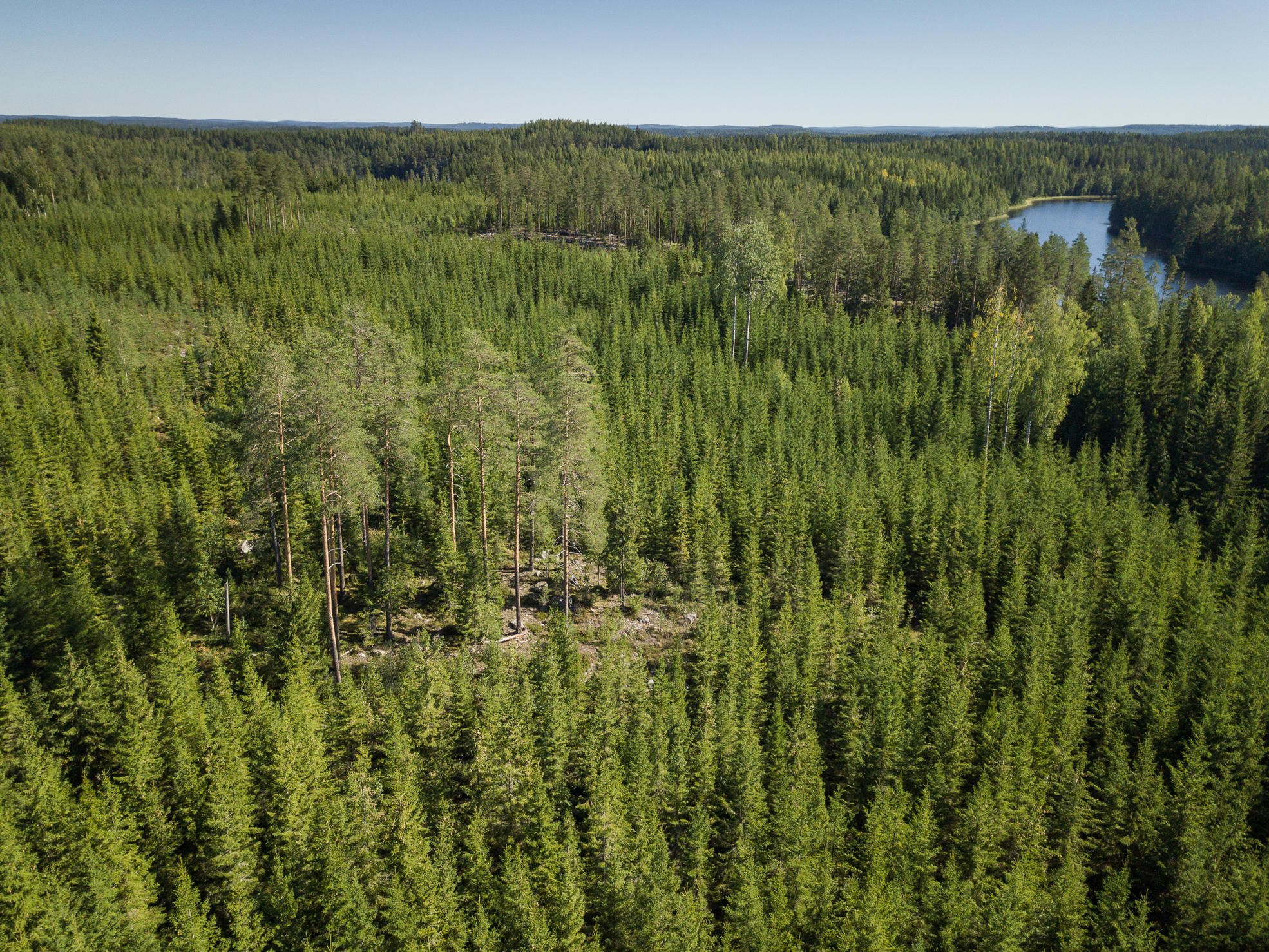 A spruce stand photographed from above, with a group of retention trees in the middle and a waterway buffer zone on the side.