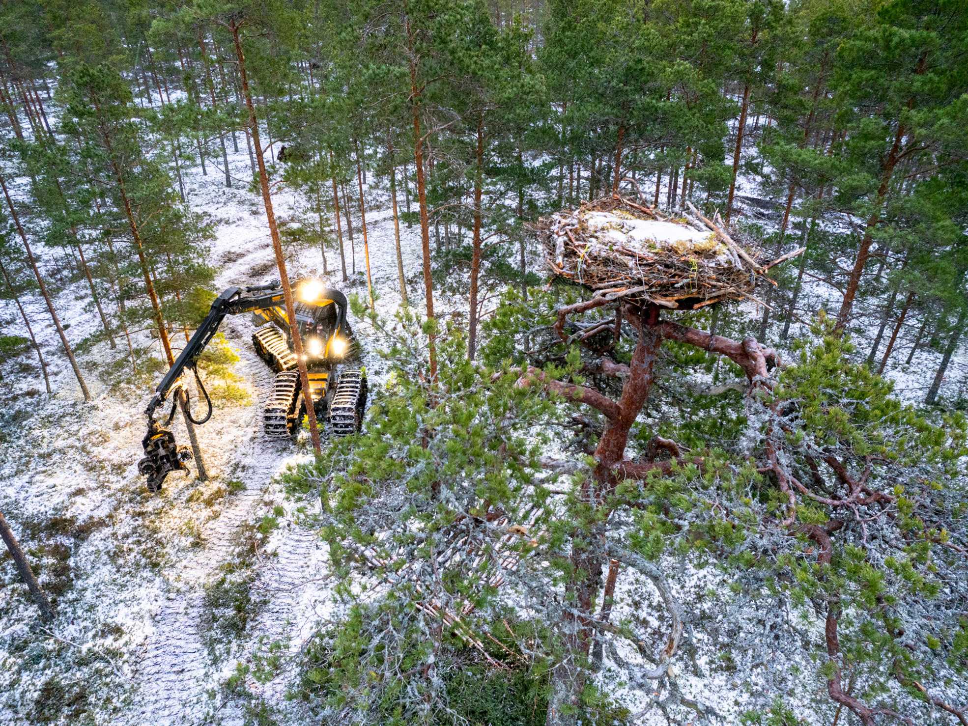 En skogsmaskin i arbete nära ett fiskgjusebo.