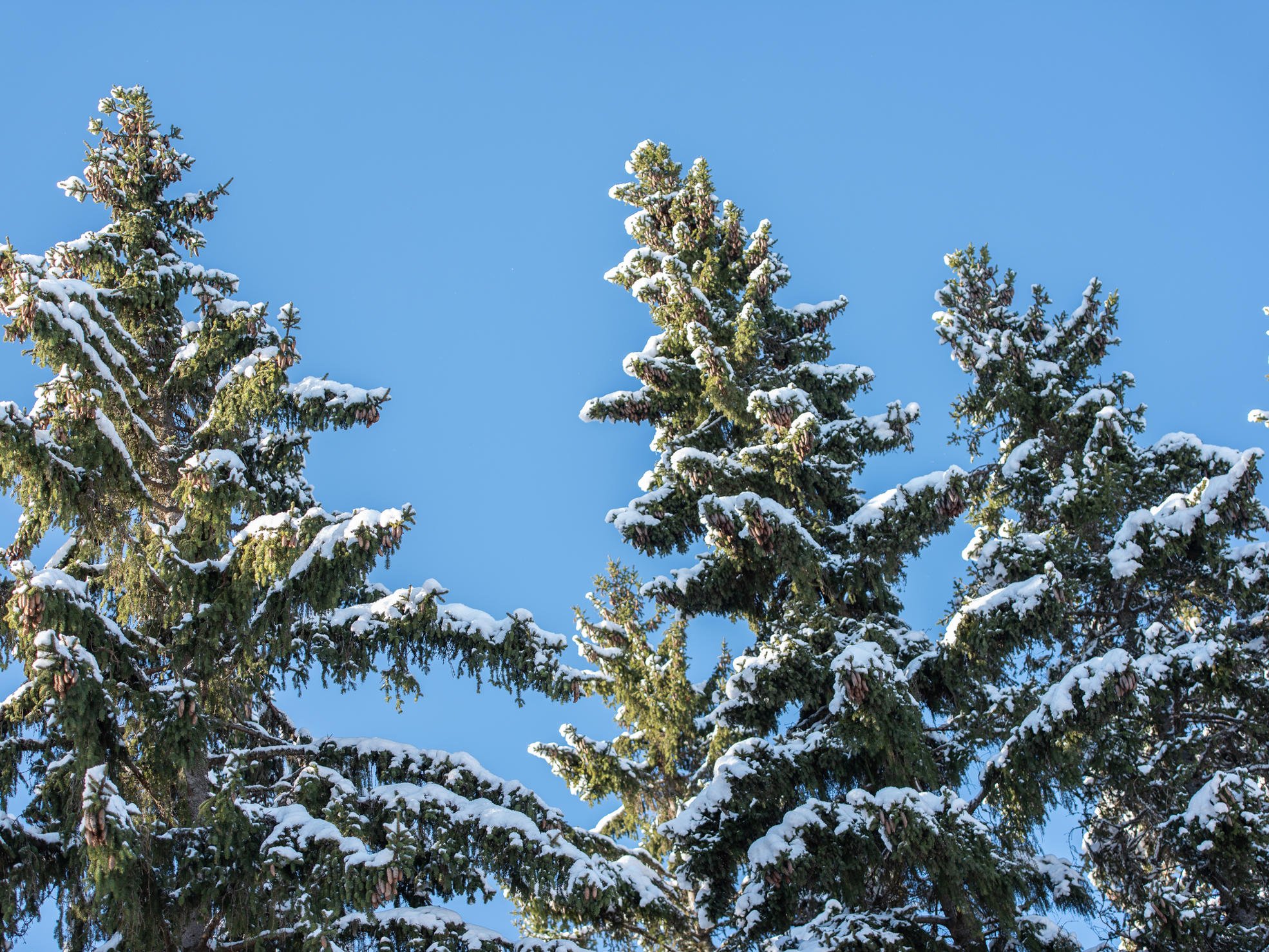 Snowy spruce tops against the sky.
