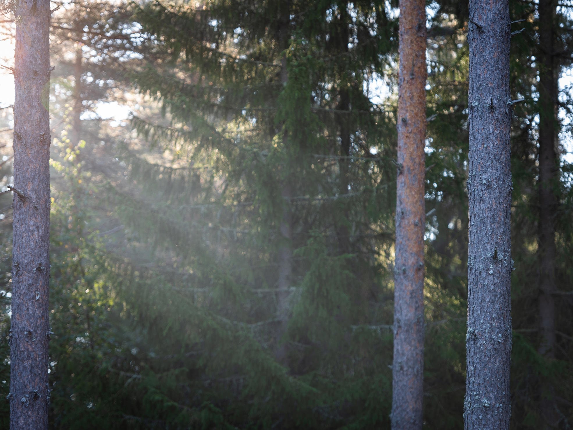 kuusi auringonvalo