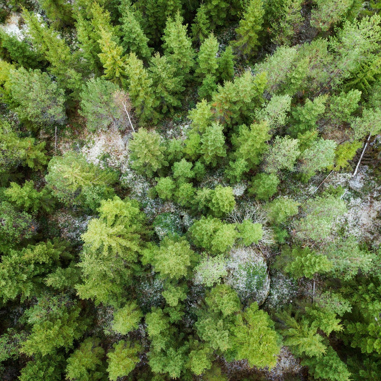 Kasvata sopivalla paikalla sekametsiä