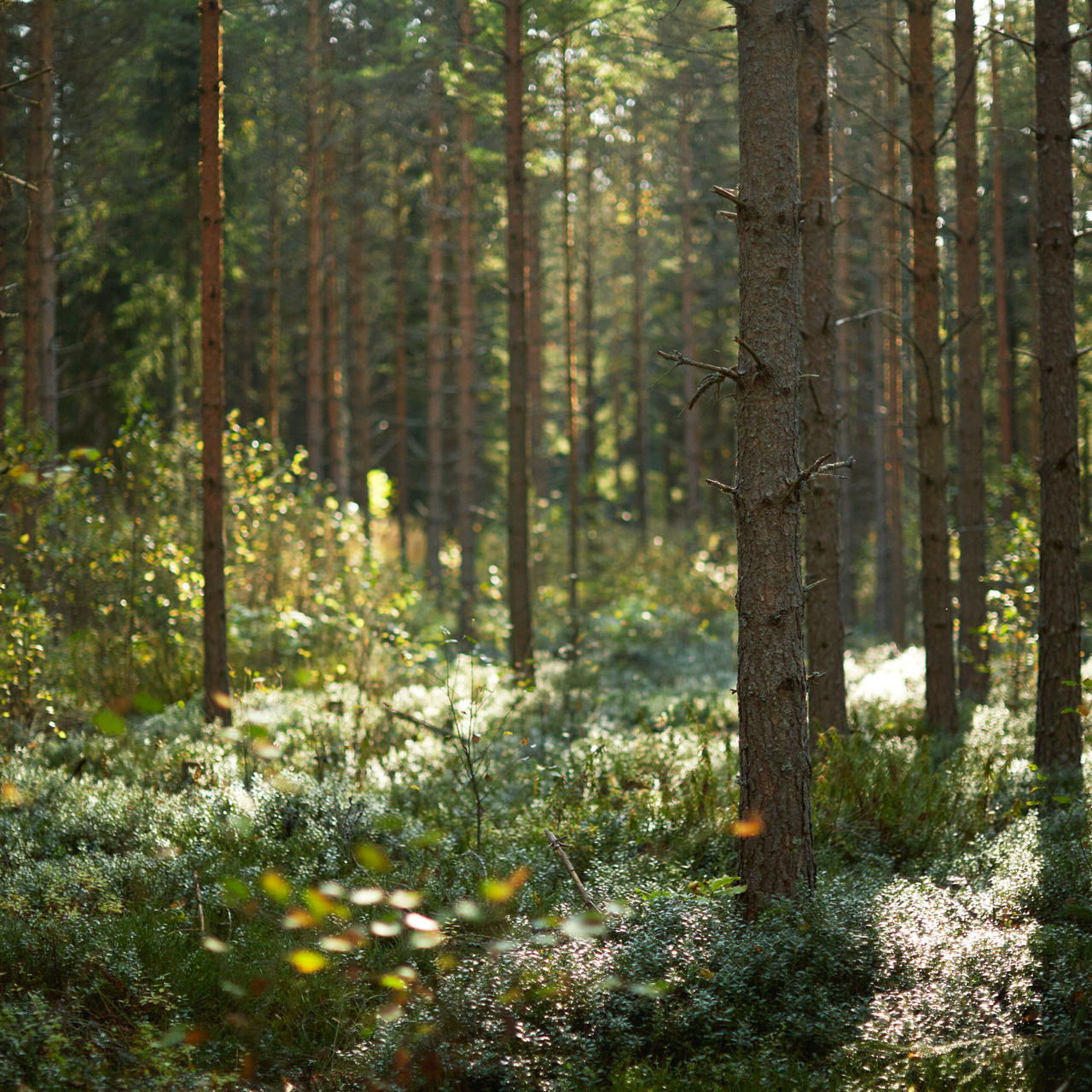 Hävande av medlemskap