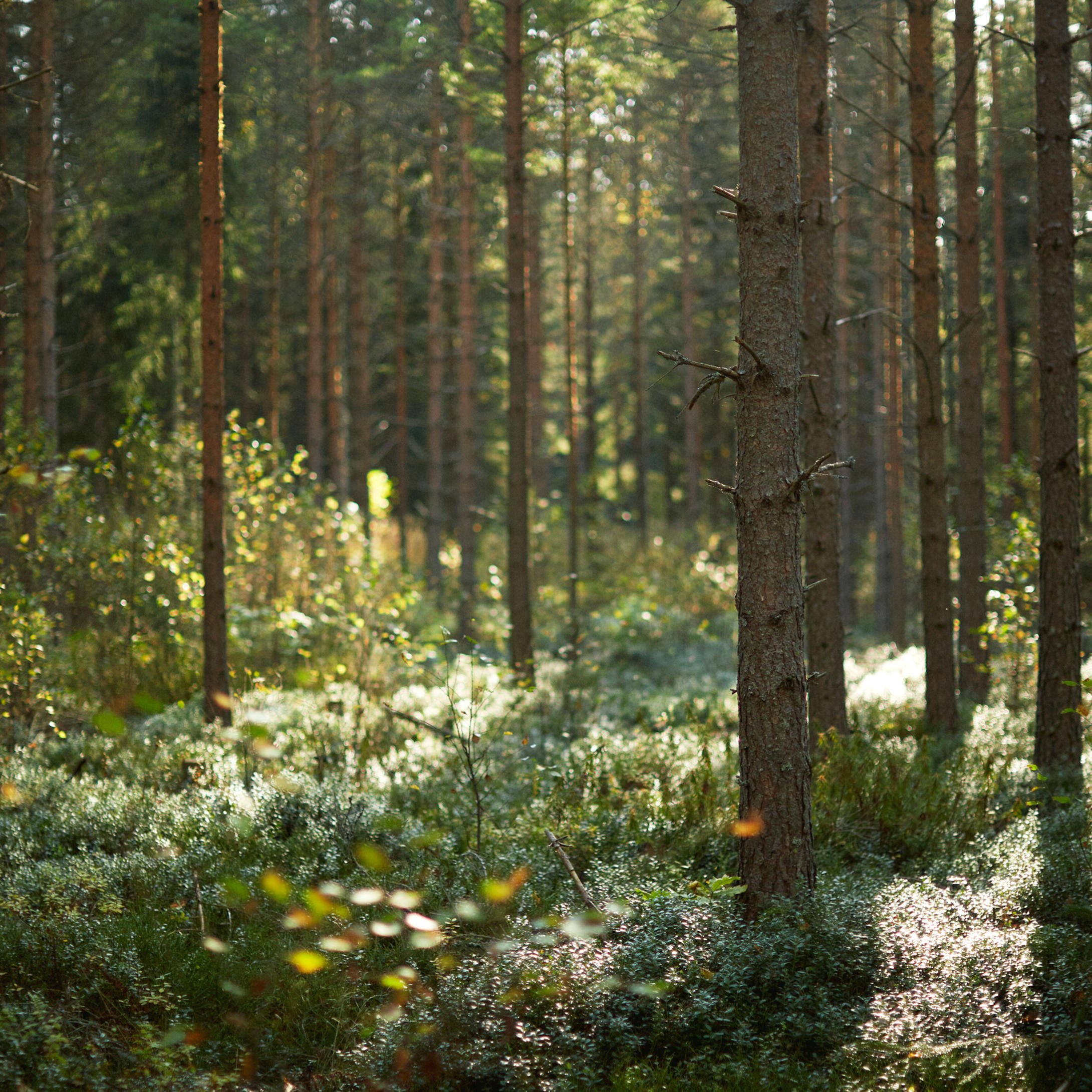 Jäsenyyden irtisanominen