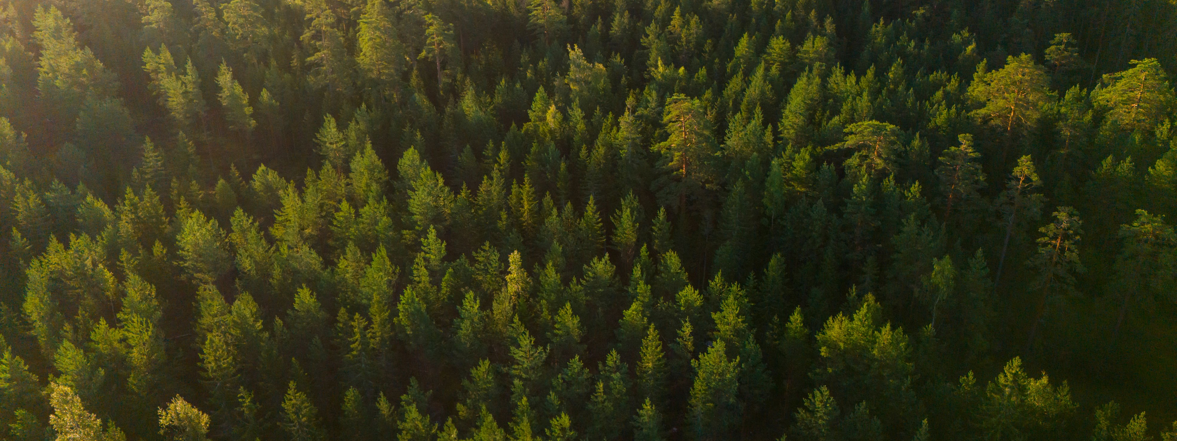 Forest landscape photographed from the air.