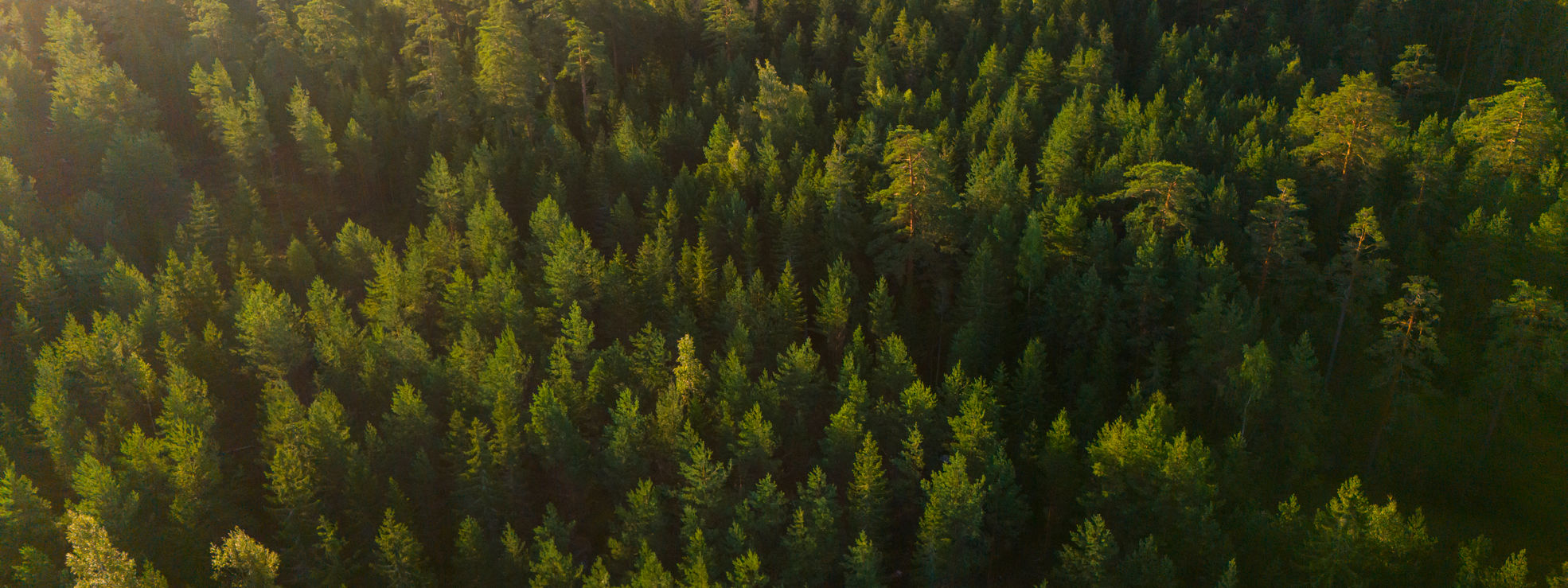 Metsämaisemaa kuvattuna ilmasta.