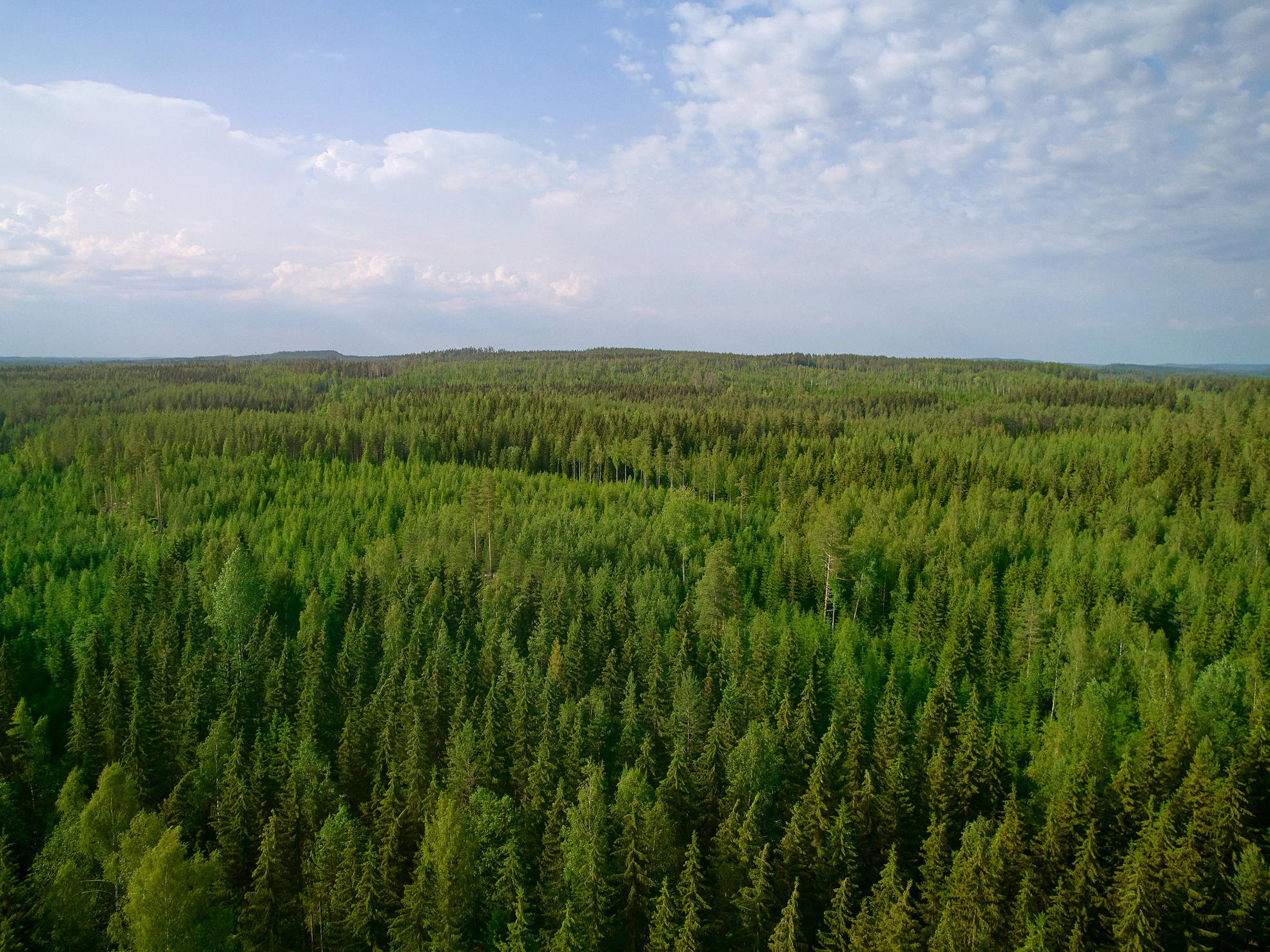 A summery forest landscape from the air.