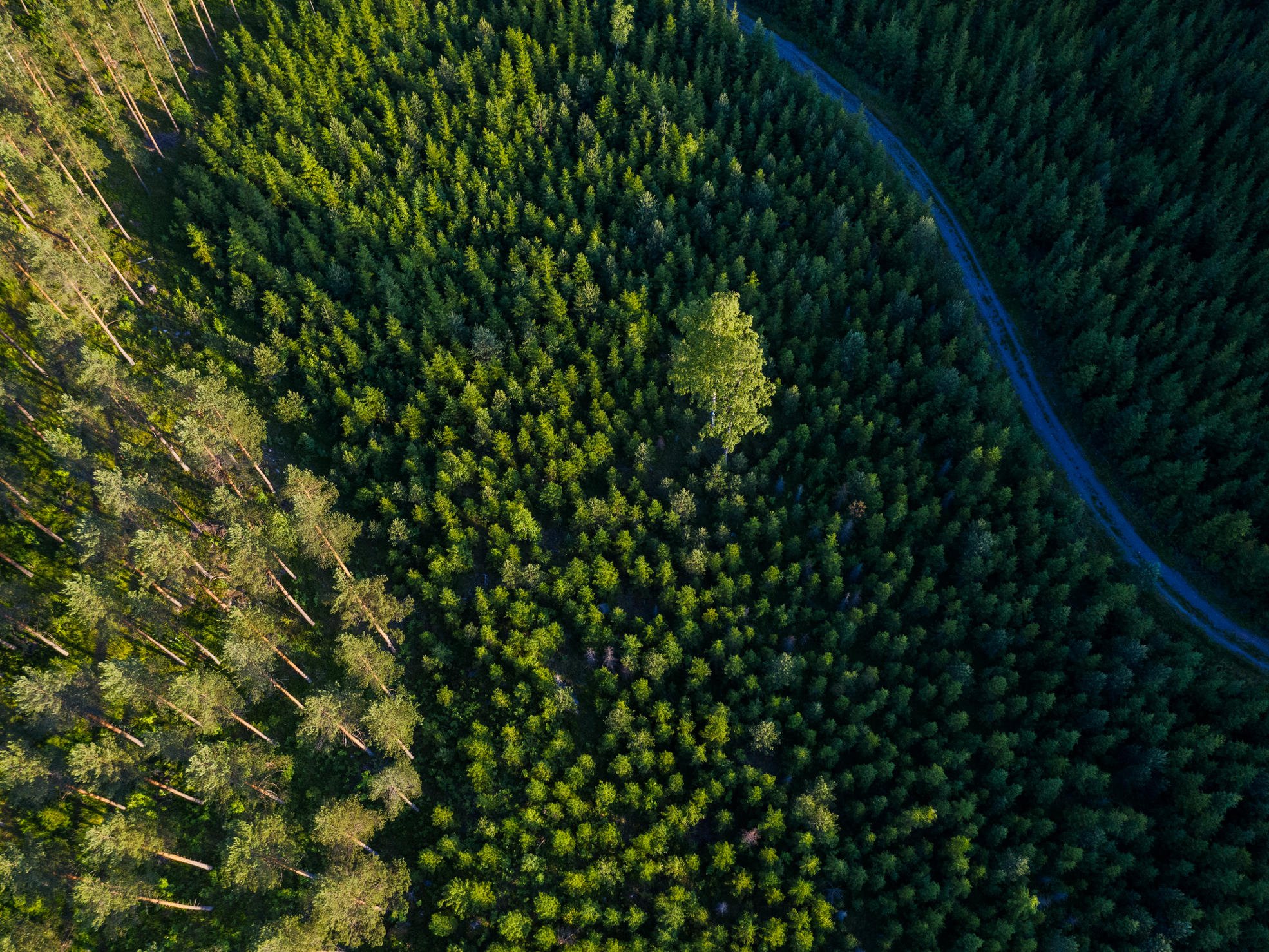 Skogslandskap och skogsväg från luften