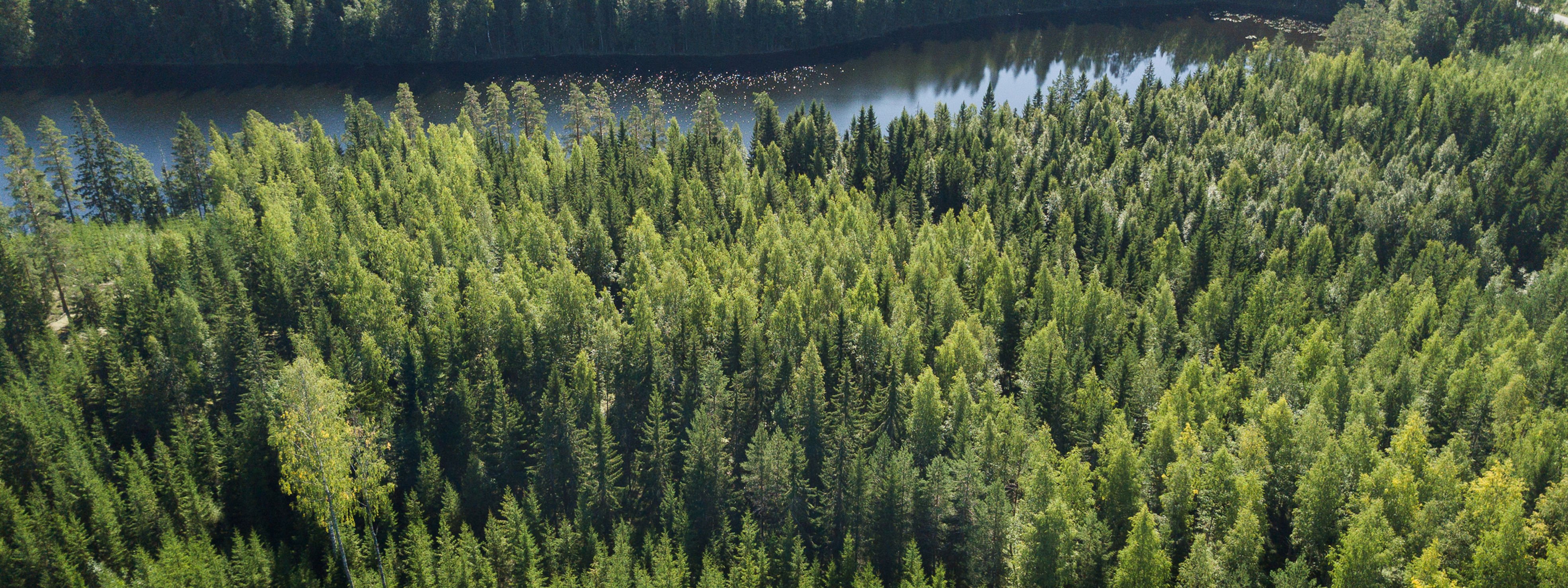 Finnish forest landscape, a seedling stand in the foreground.