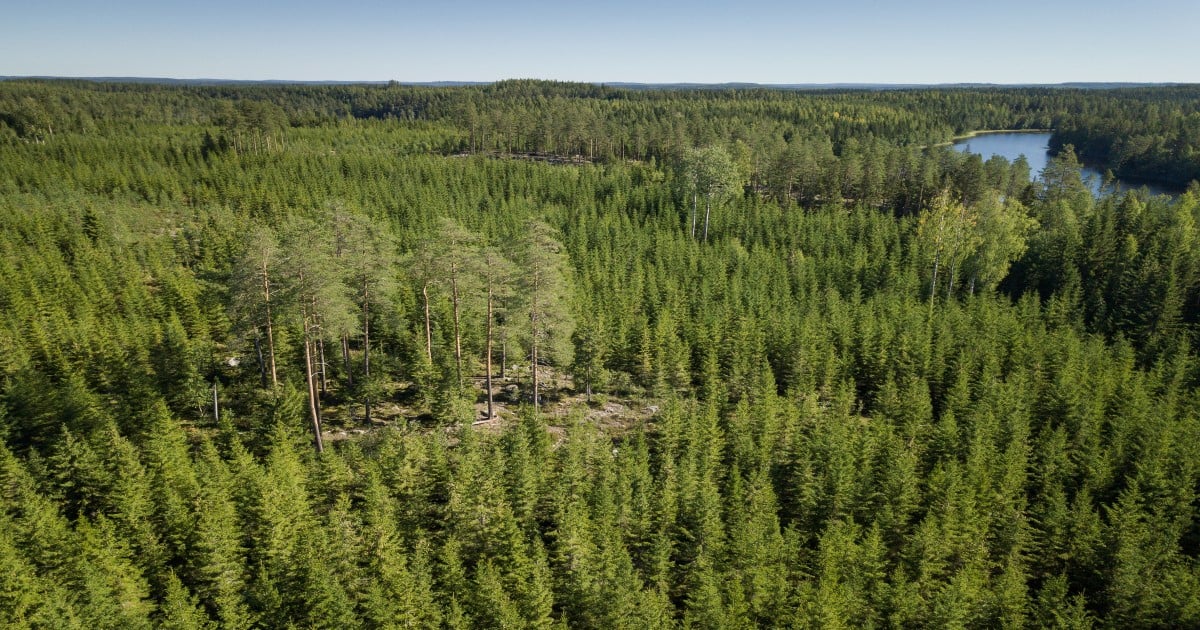 PEFC soveltuu hyvin pienmetsänomistajalle