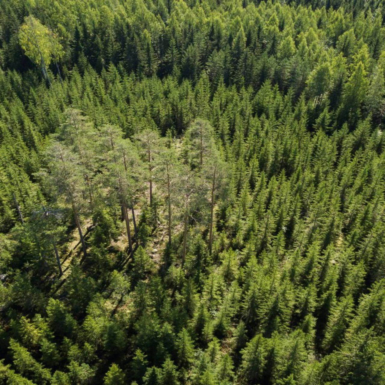 Grupper av naturvårdsträd