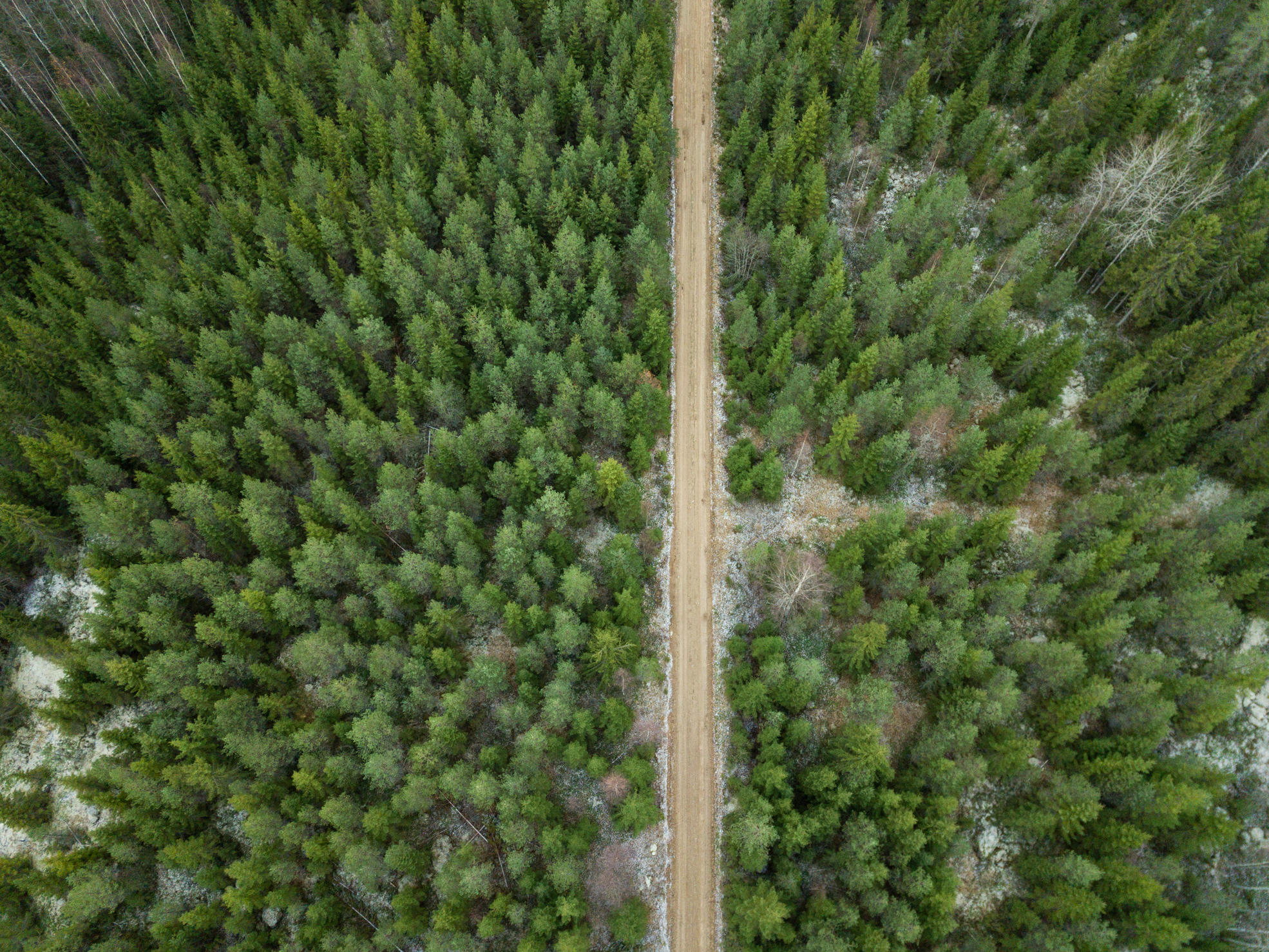 Mixed forest with a forest road through it.