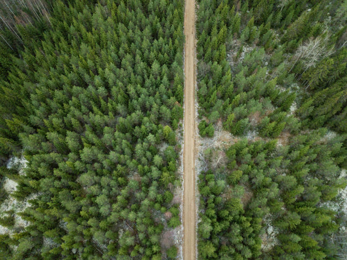 Sekaviljelty metsä, jonka läpi menee metsäautotie.