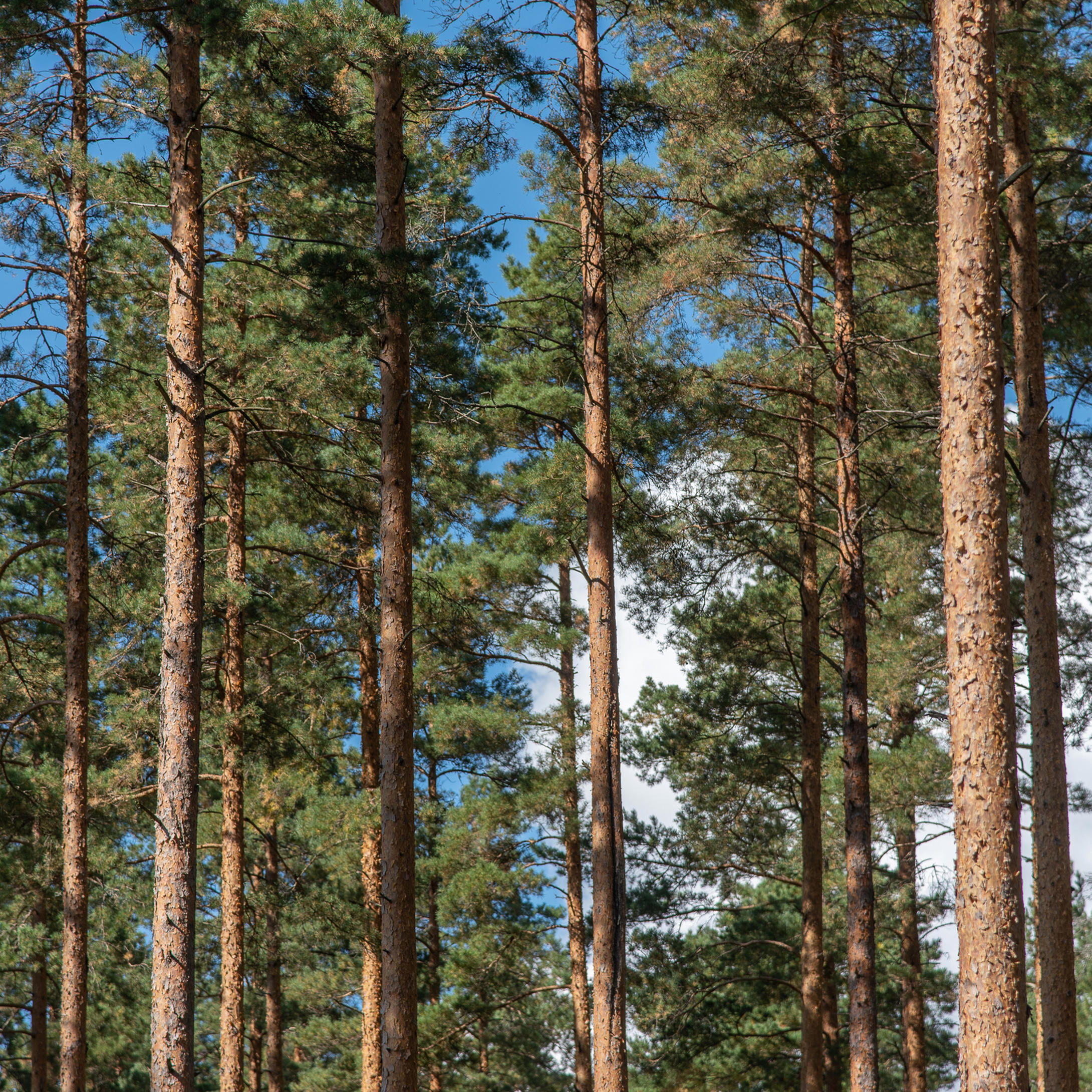 Harkitse yläharvennusta