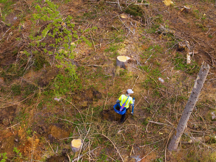 An aerial photograph of a forest regeneration site where someone is planting seedlings with a planting pipe.
