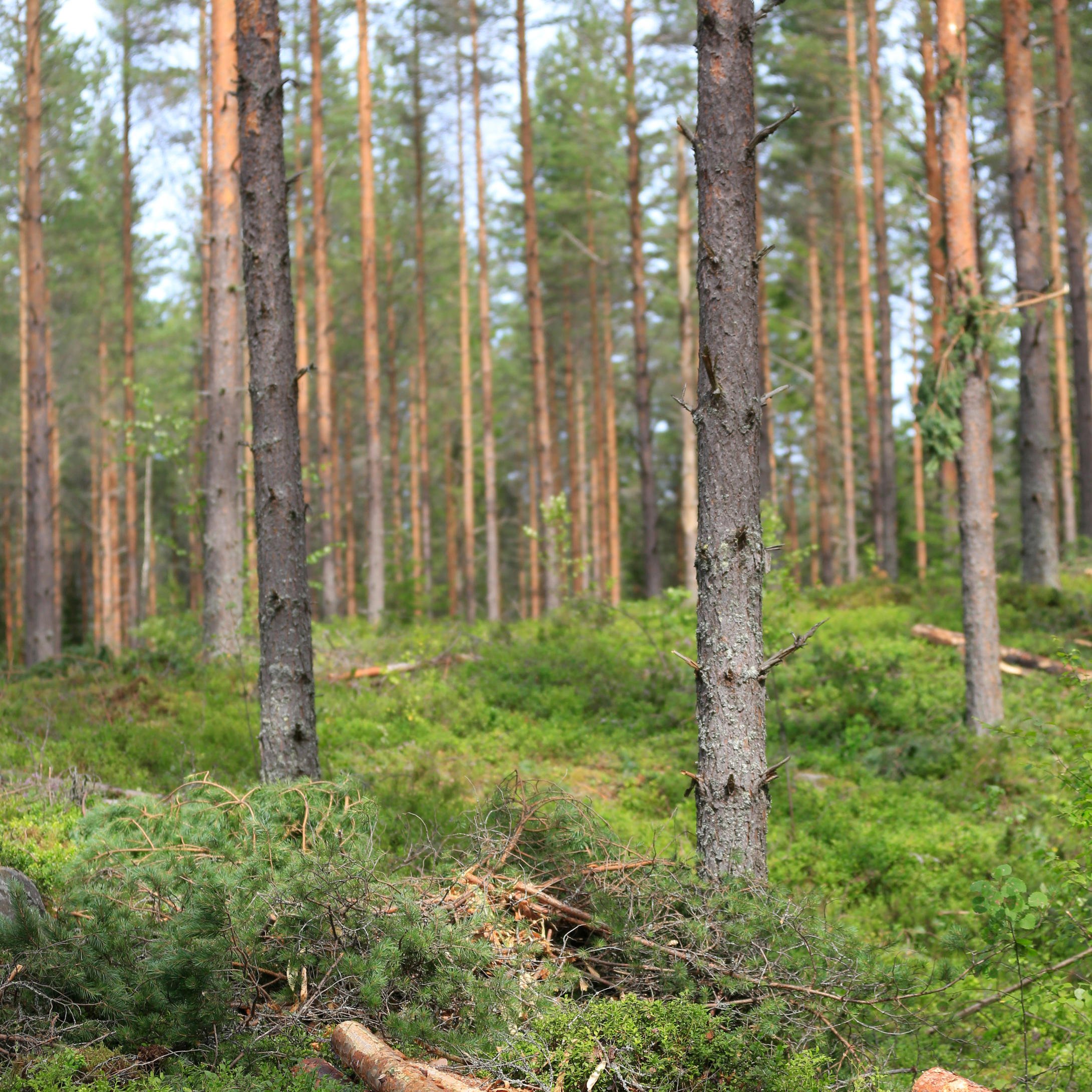 Ensure that young stand management and thinning is carried out on time