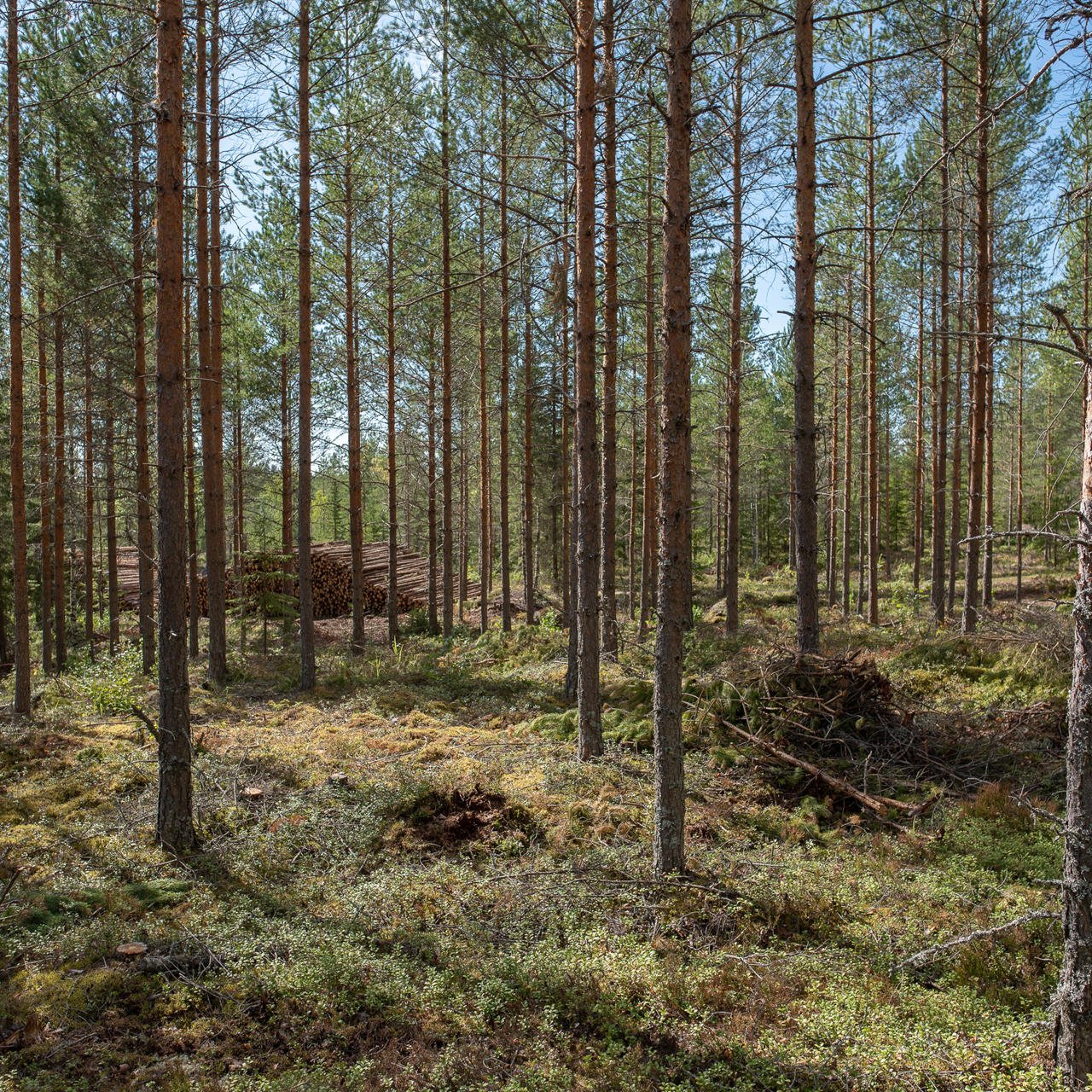 A first thinning improves the quality of trees