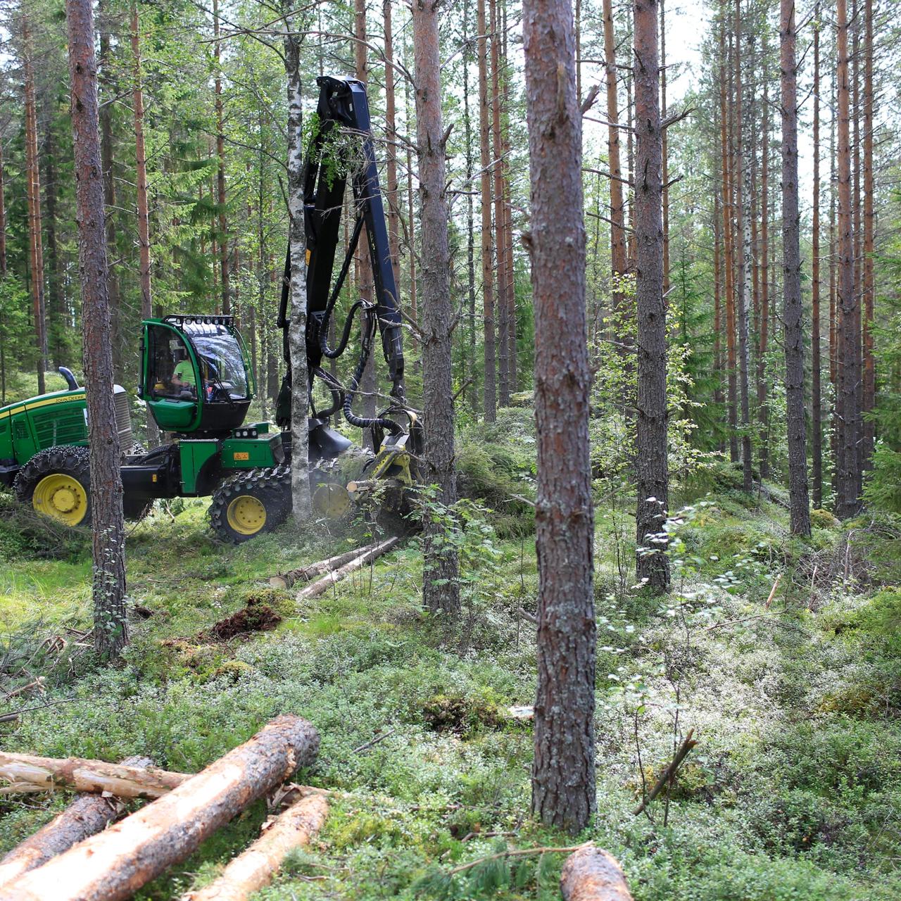 Another thinning encourages the remaining trees to become sturdier