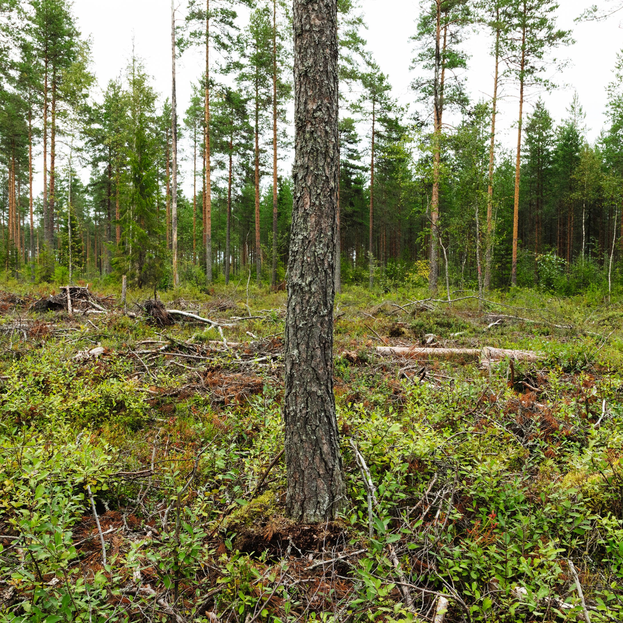 Continuous cover forestry