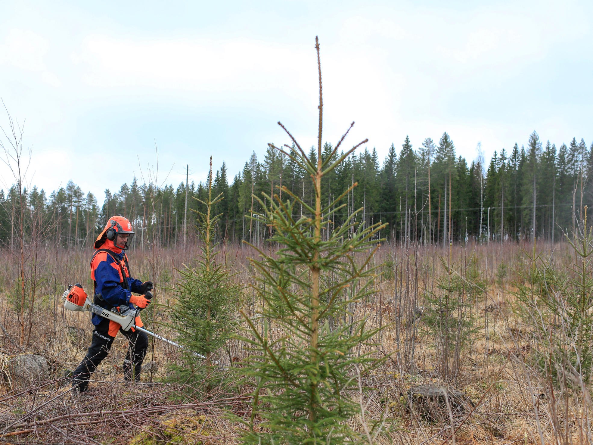 A forest worker using a clearing saw among spruce seedlings.