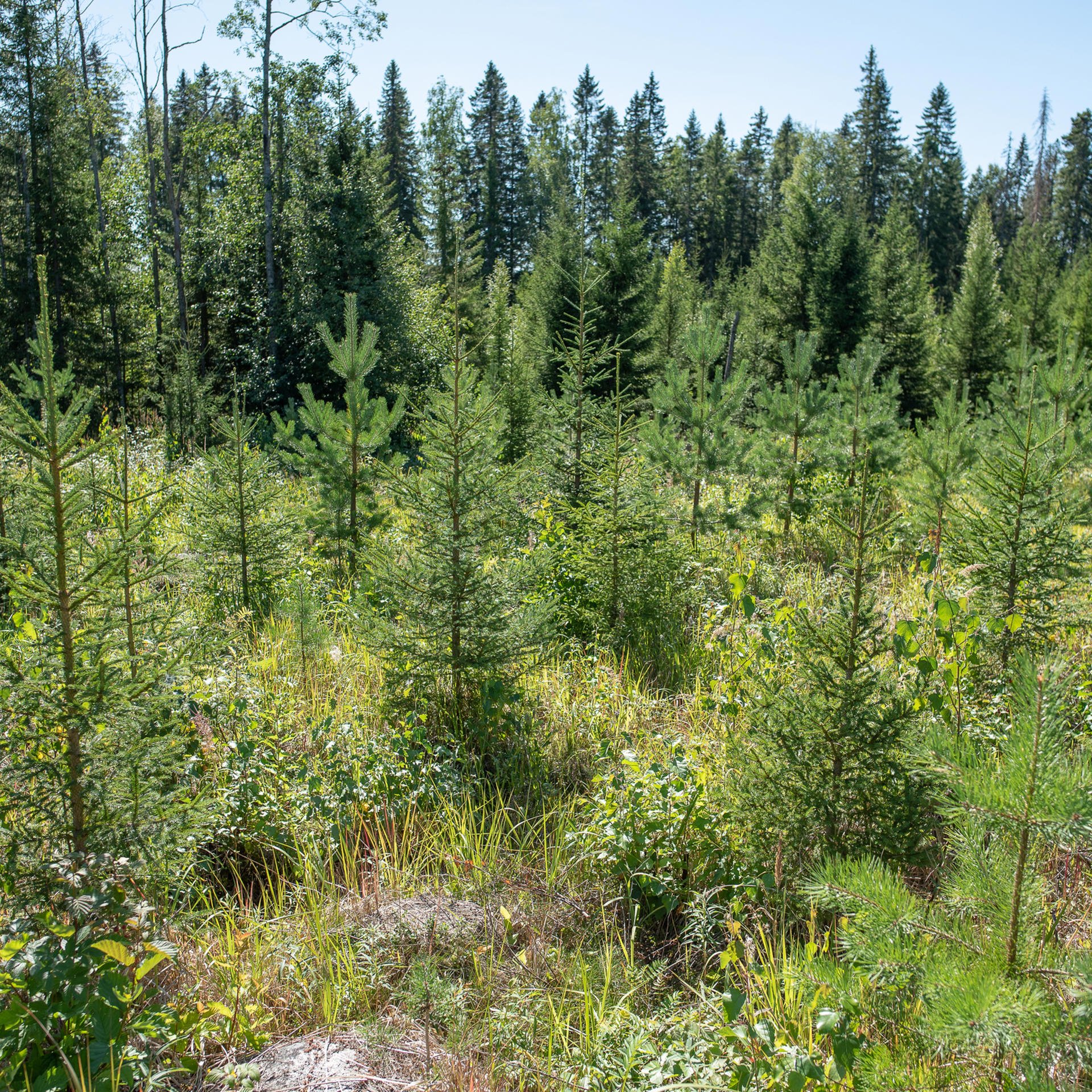 A stand growing pine and spruce seedlings.