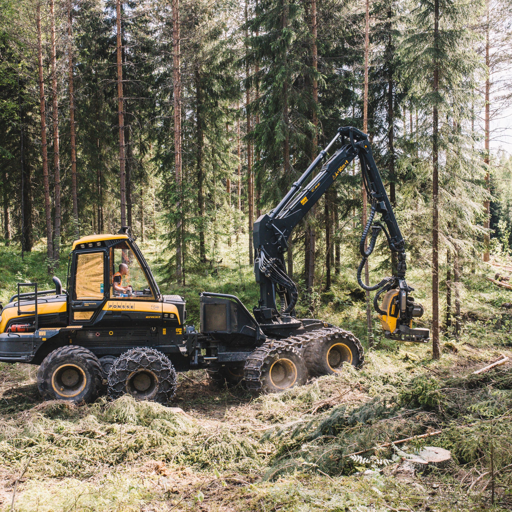 Stump treatment protects against root rot