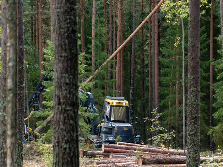 A forest machine cuts down a tree.