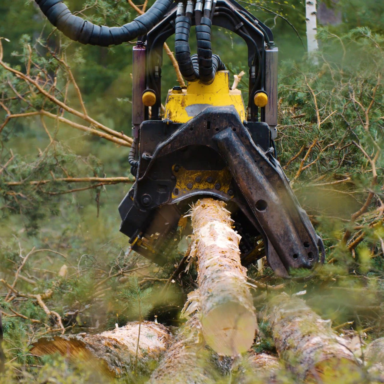 A harvester cutting a pine trunk.