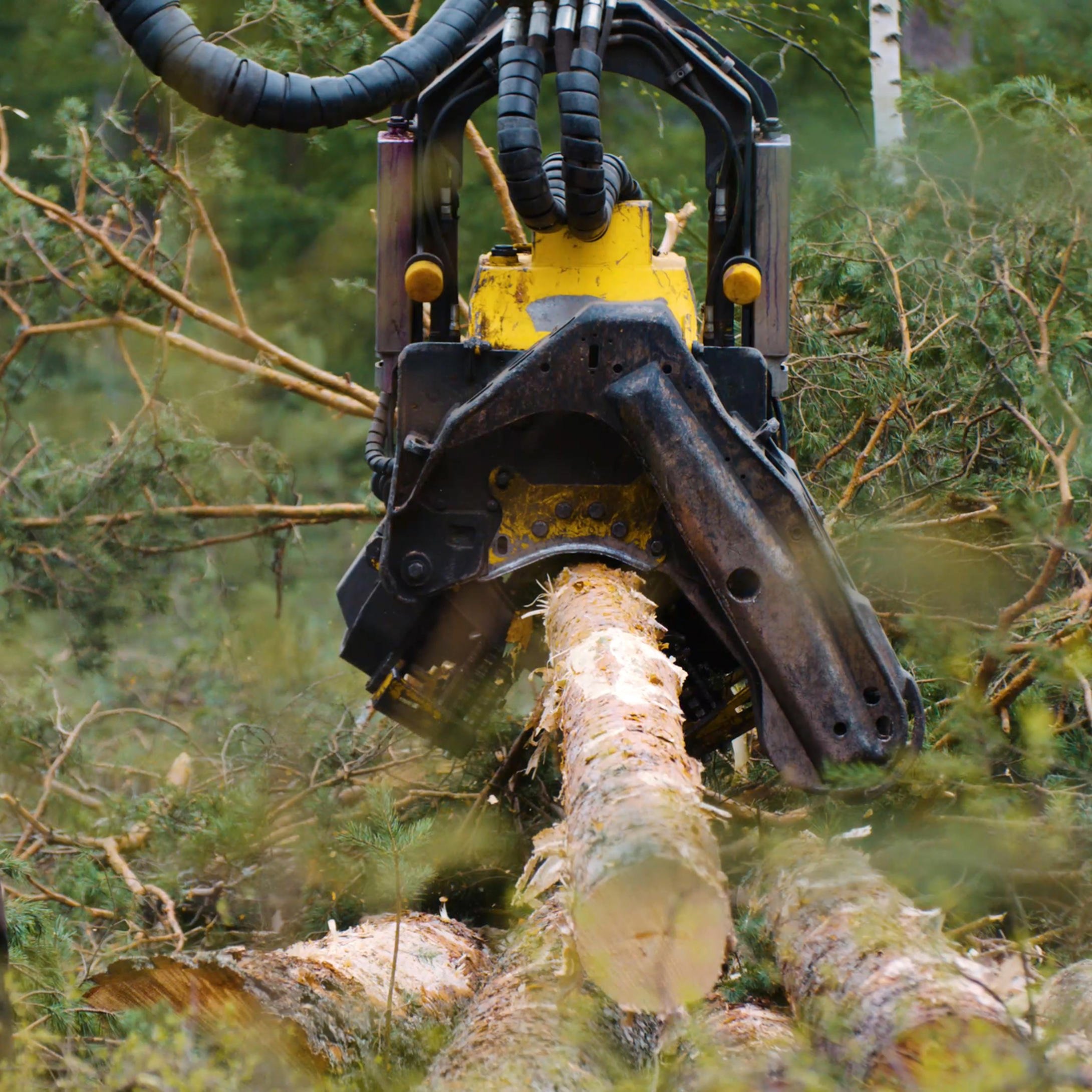 A harvester cutting a pine trunk.