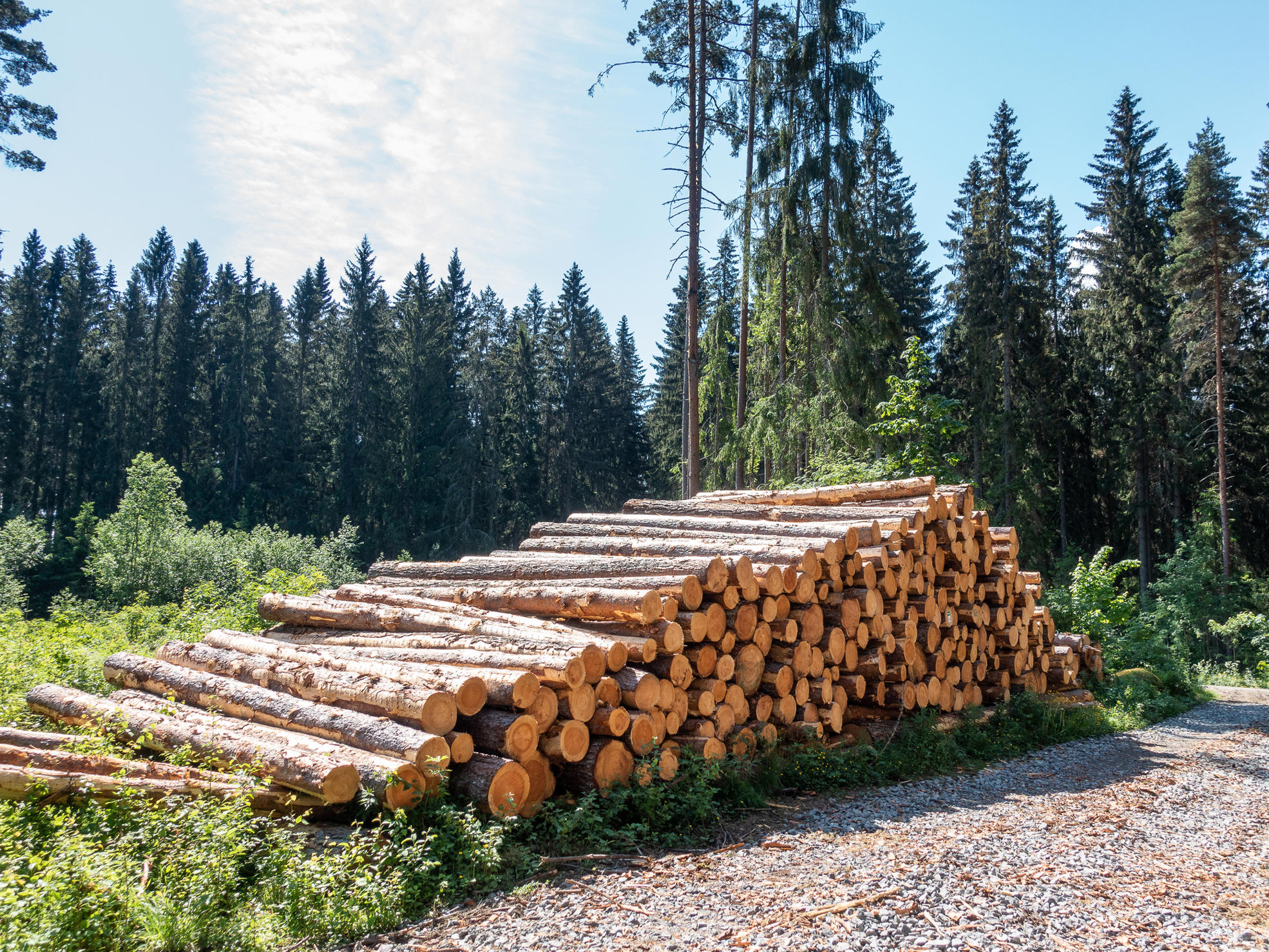 You can get up to 80 per cent in advance financing for Metsä Group’s electronic wood trades.