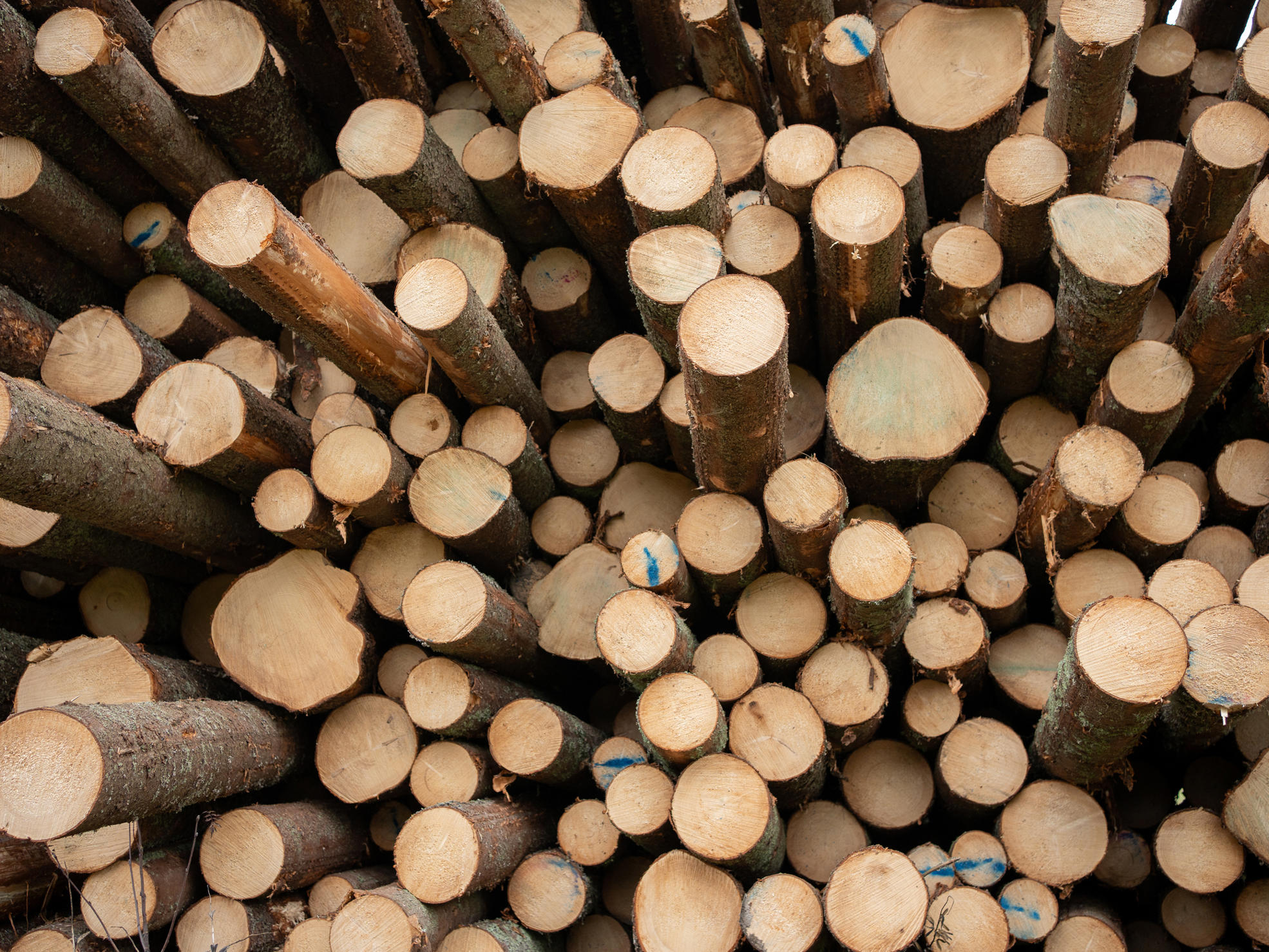Wood pile