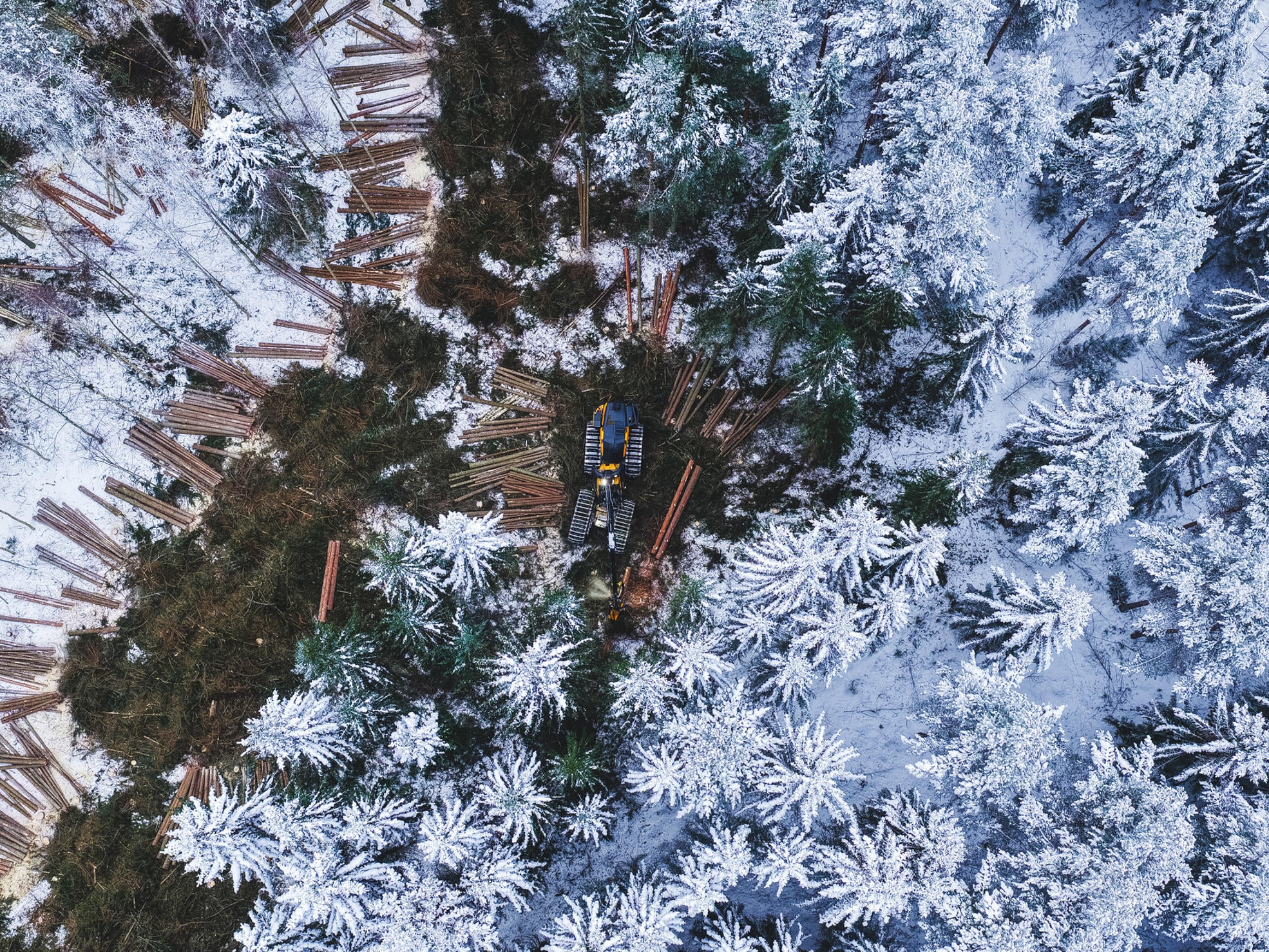 A harvester cutting a tree in the forest.