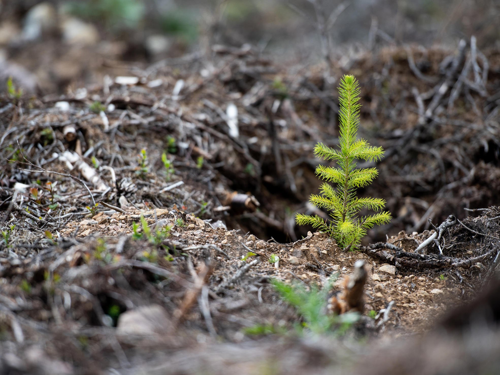 Planterad granplanta.