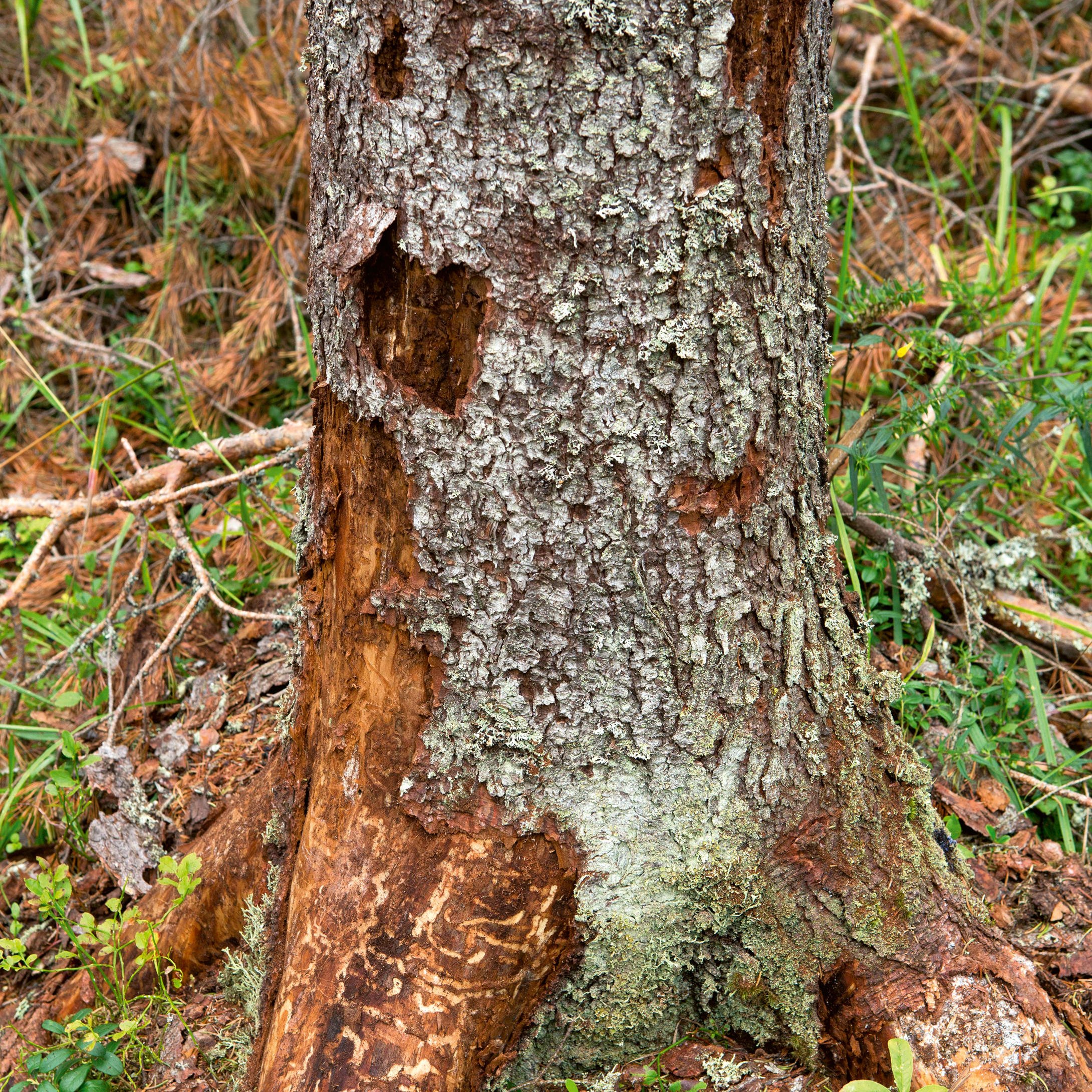 Act fast to prevent spruce bark beetle damage