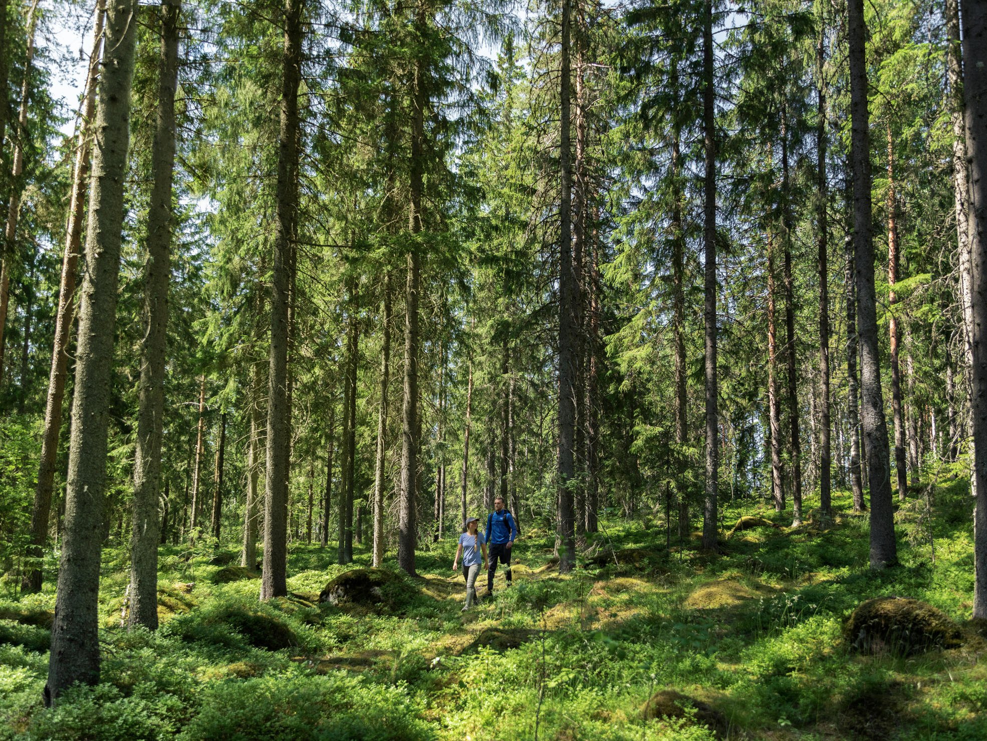 Kvinna och man promenerar i grov granskog