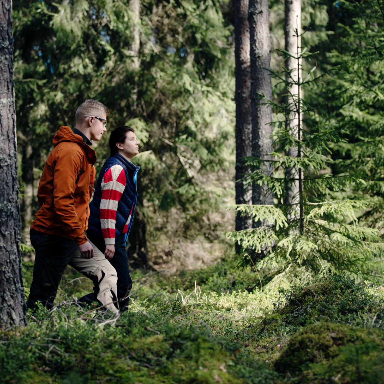 Puukauppa ja metsäpalvelut