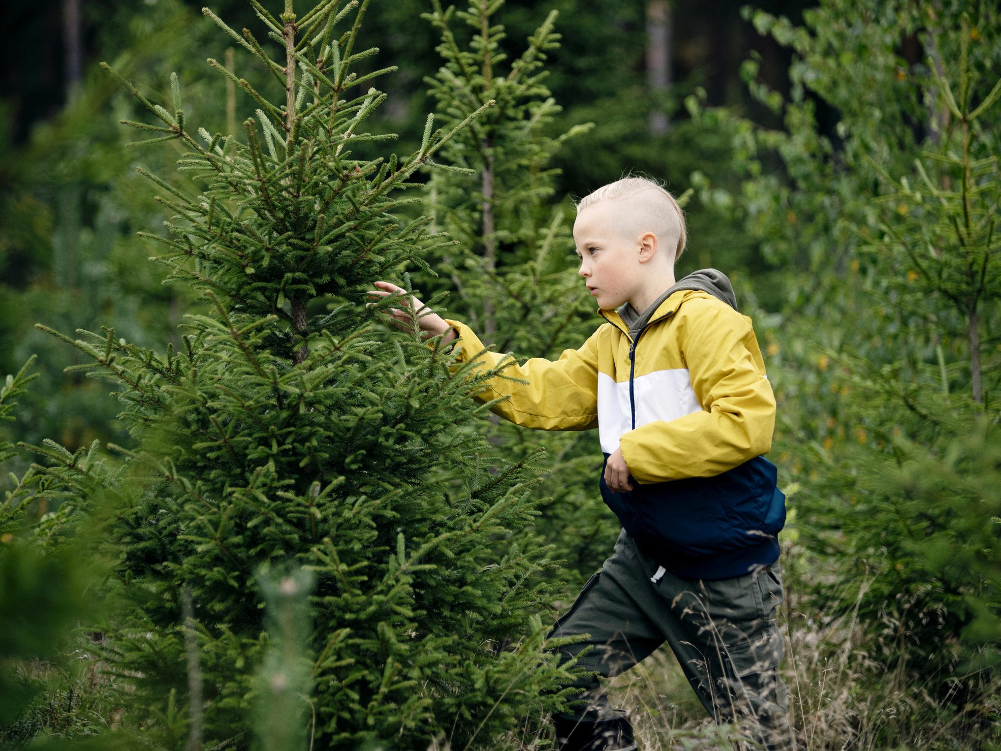 Pojke i plantskog och studerar gren av granplanta.