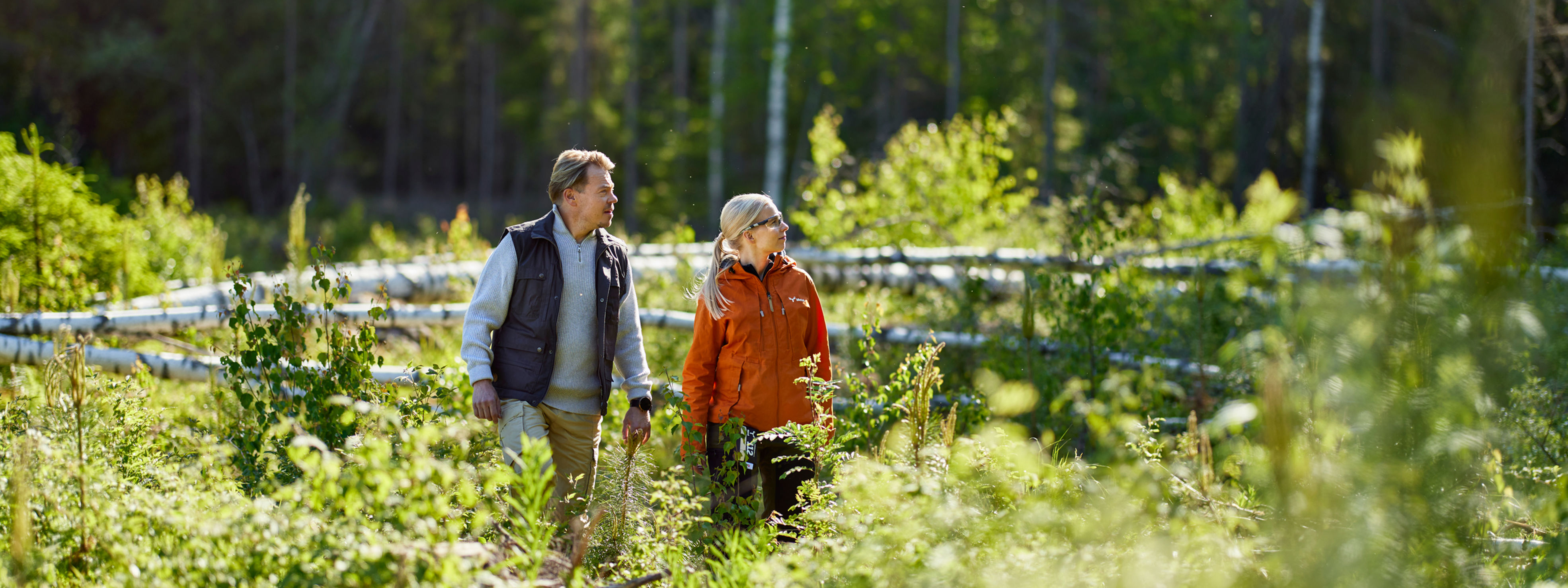 Maalahopuut säästetään metsänhoidossa.