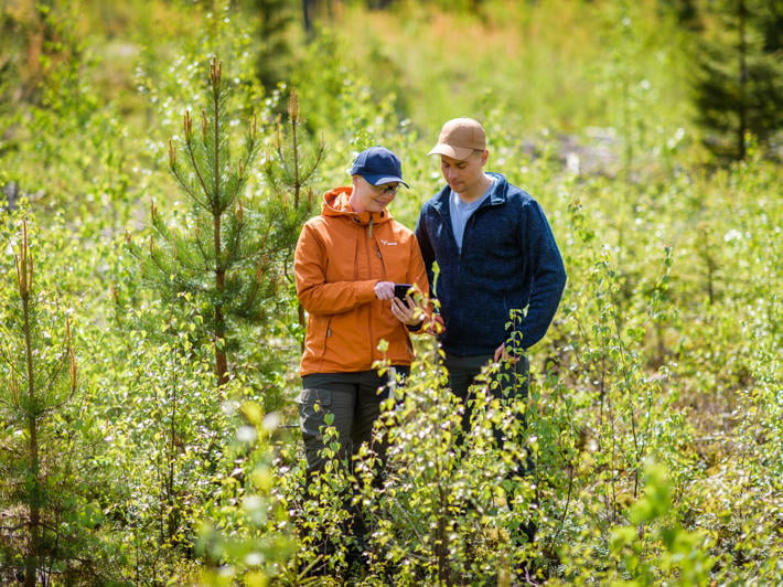 Metsänomistaja ja metsäasiantuntija seisovat taimikossa ja tutkivat puhelimesta Metsäverkko-mobiilia.