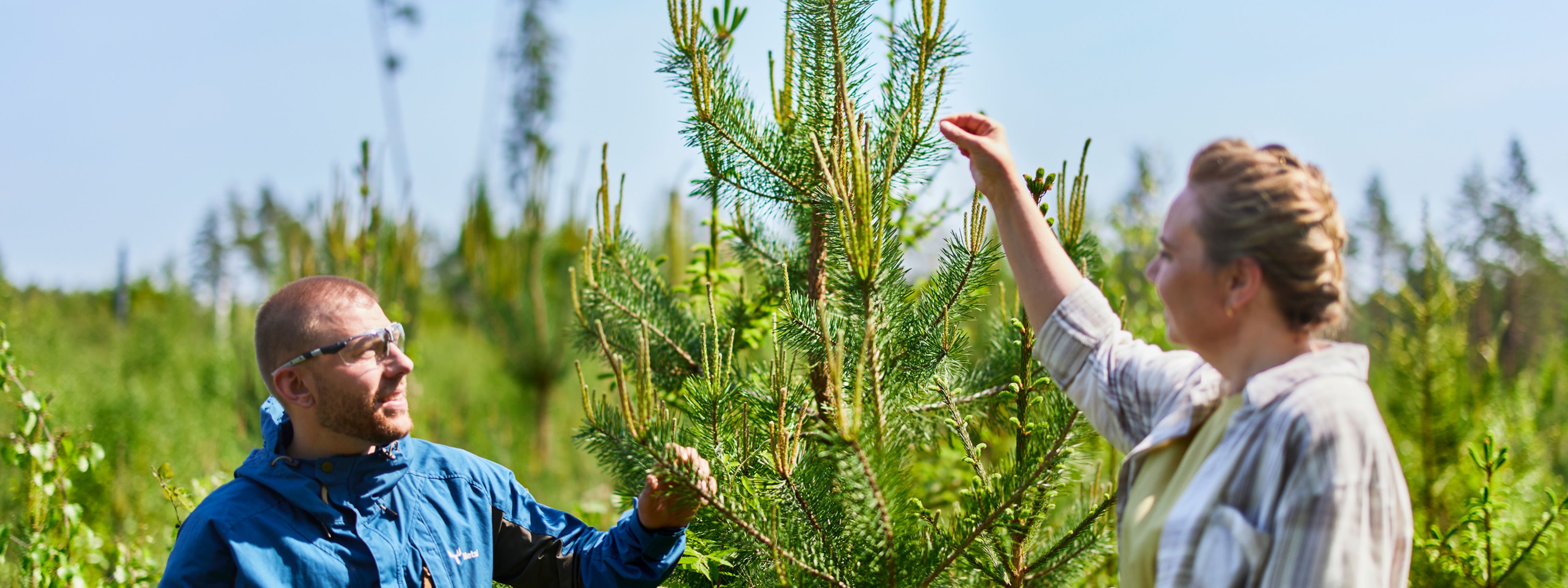 The annual growth of pine is reviewed by a forest specialistt and a forest owner.